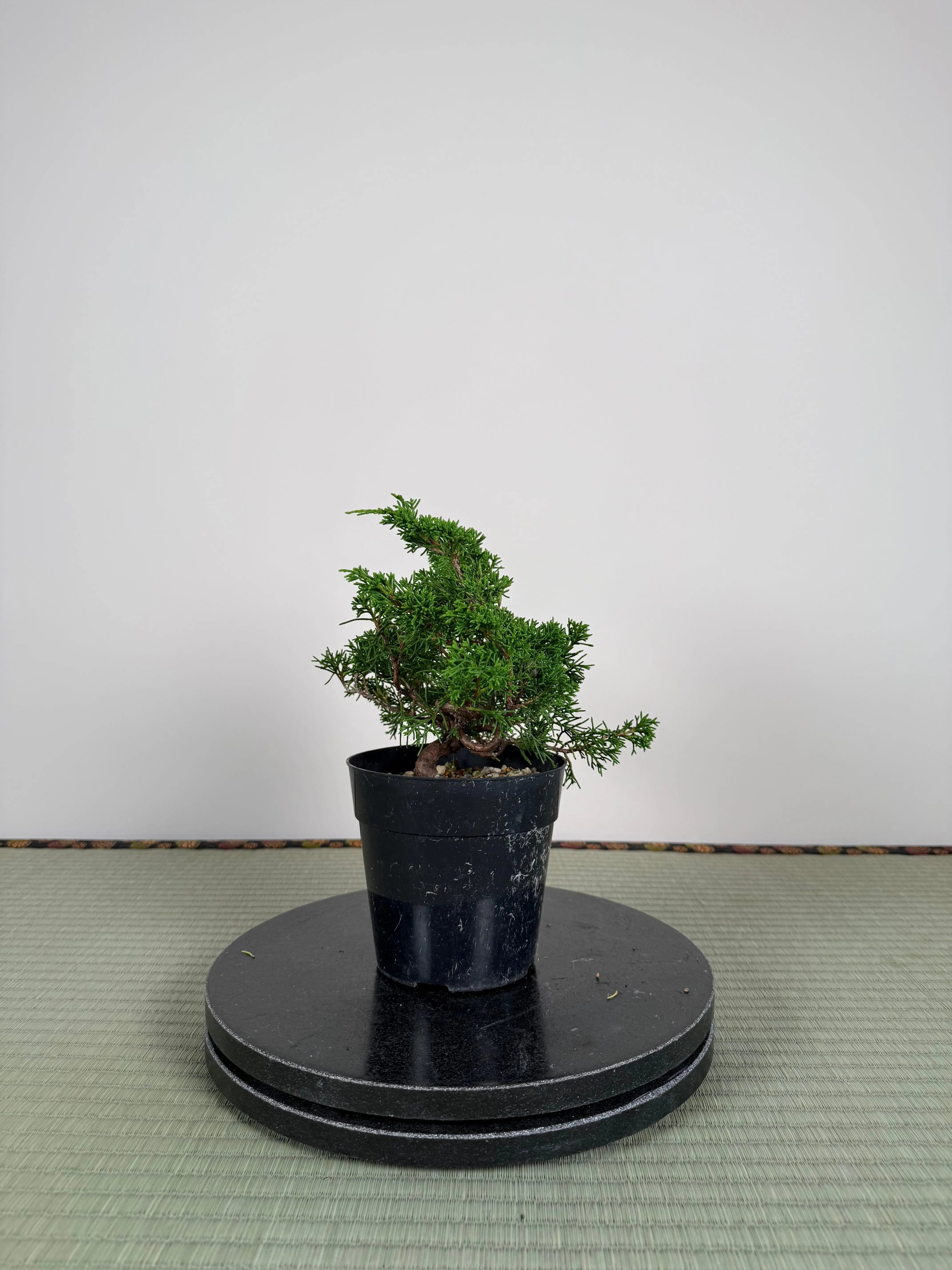 Juniperus chinensis Itoigawa Canada Bonsai