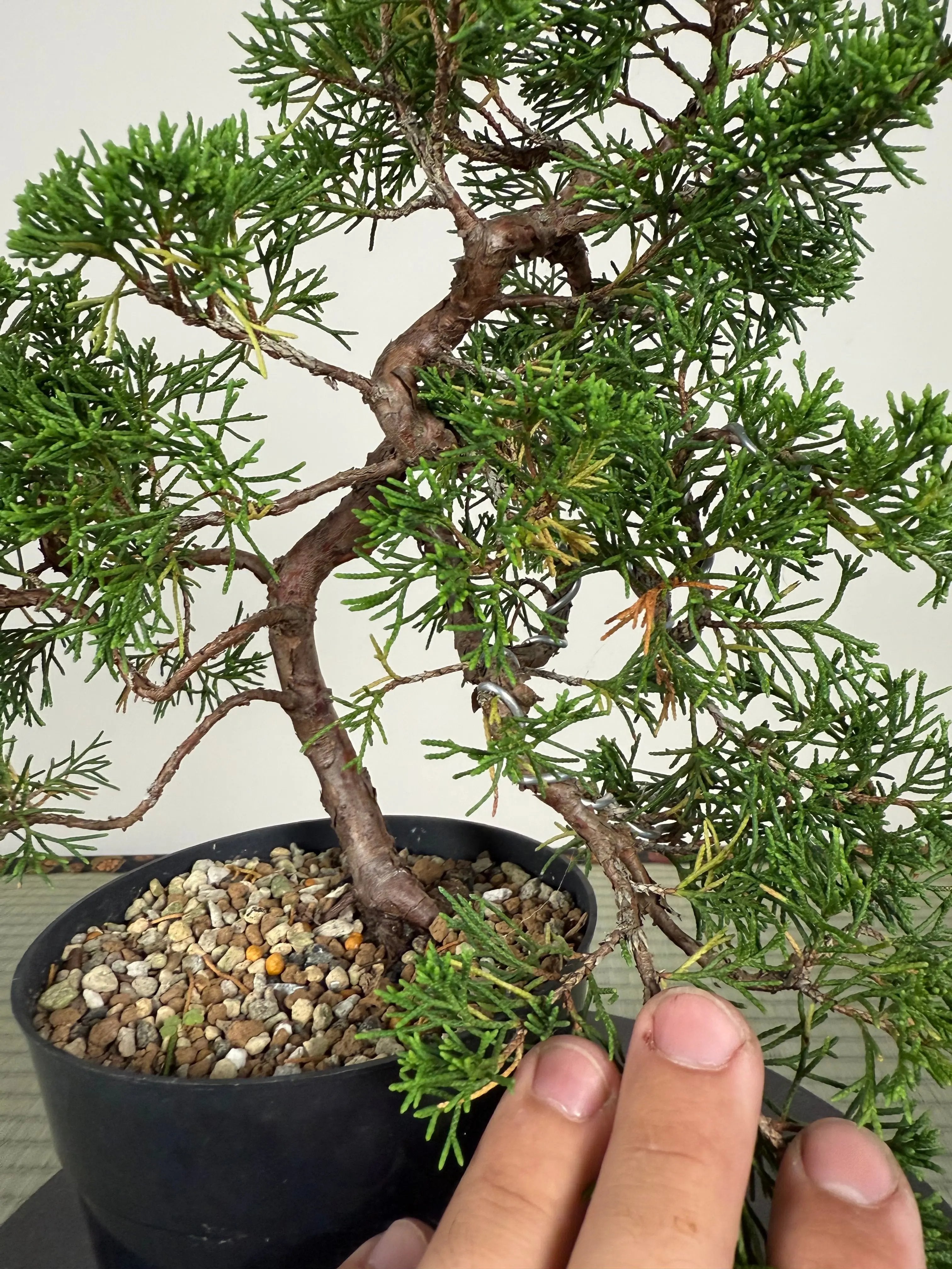 Juniperus chinensis Itoigawa Canada Bonsai