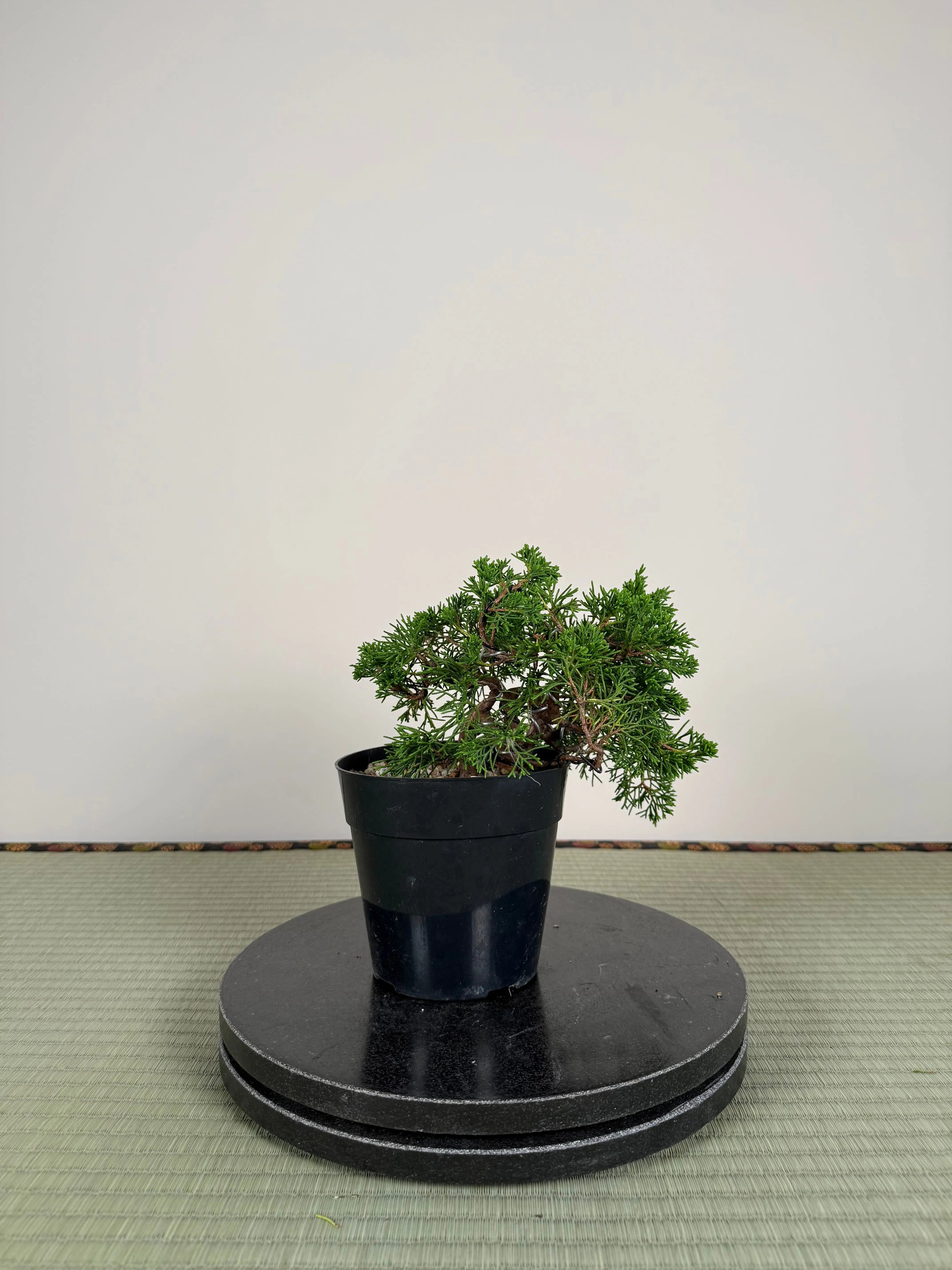 Juniperus chinensis Itoigawa Canada Bonsai
