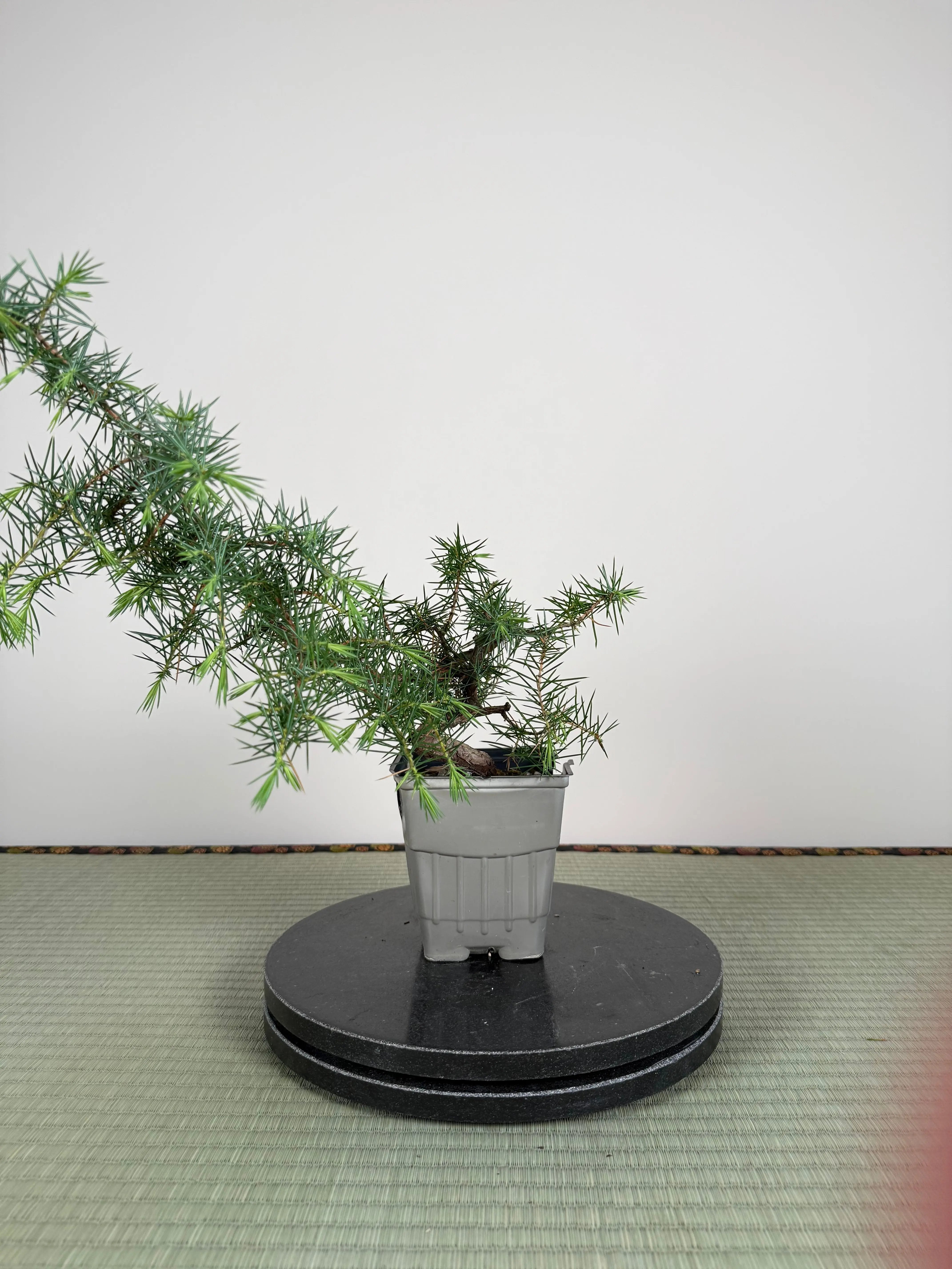 Juniperus rigida Canada Bonsai