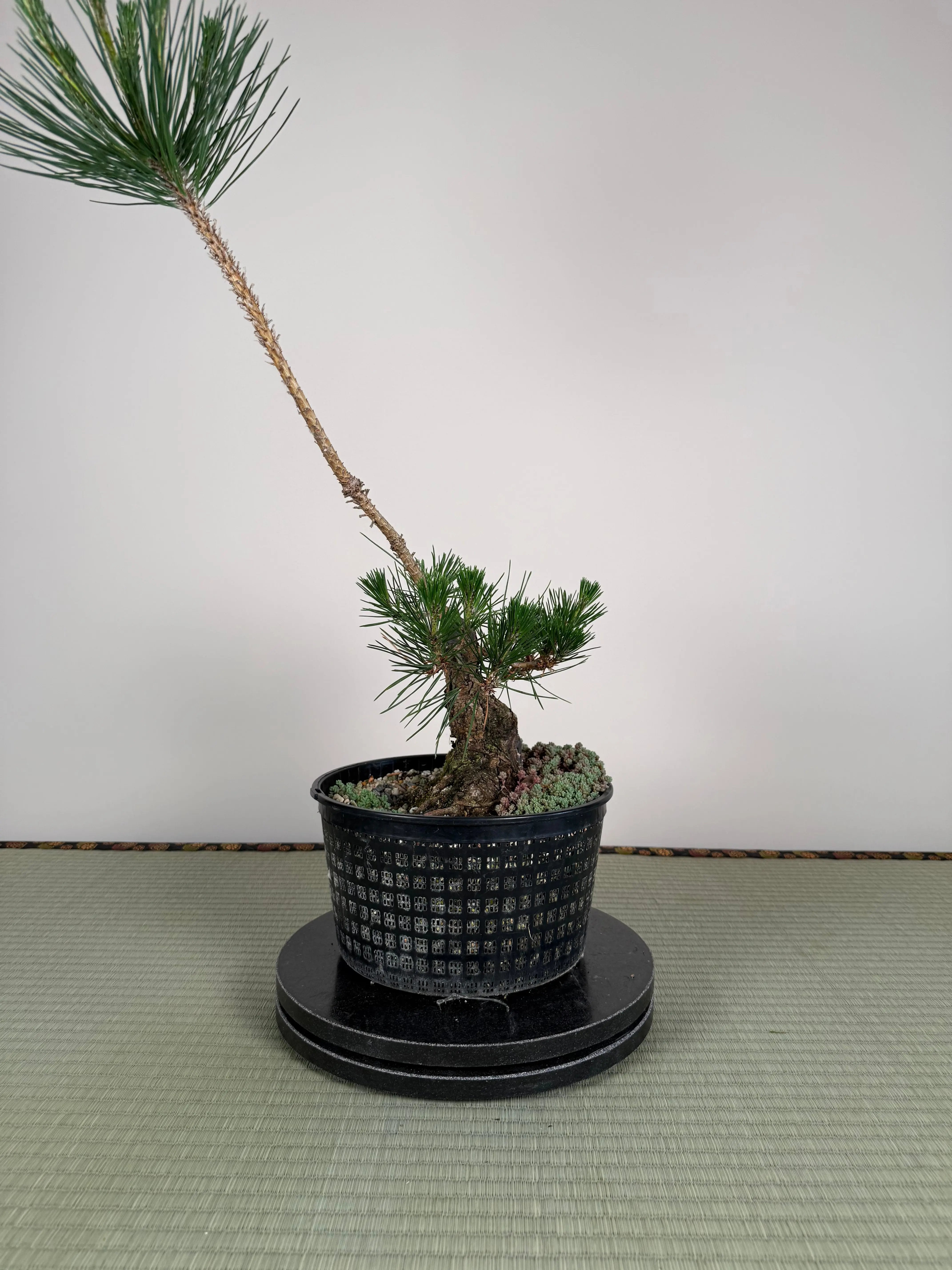 Pinus thunbergii Canada Bonsai