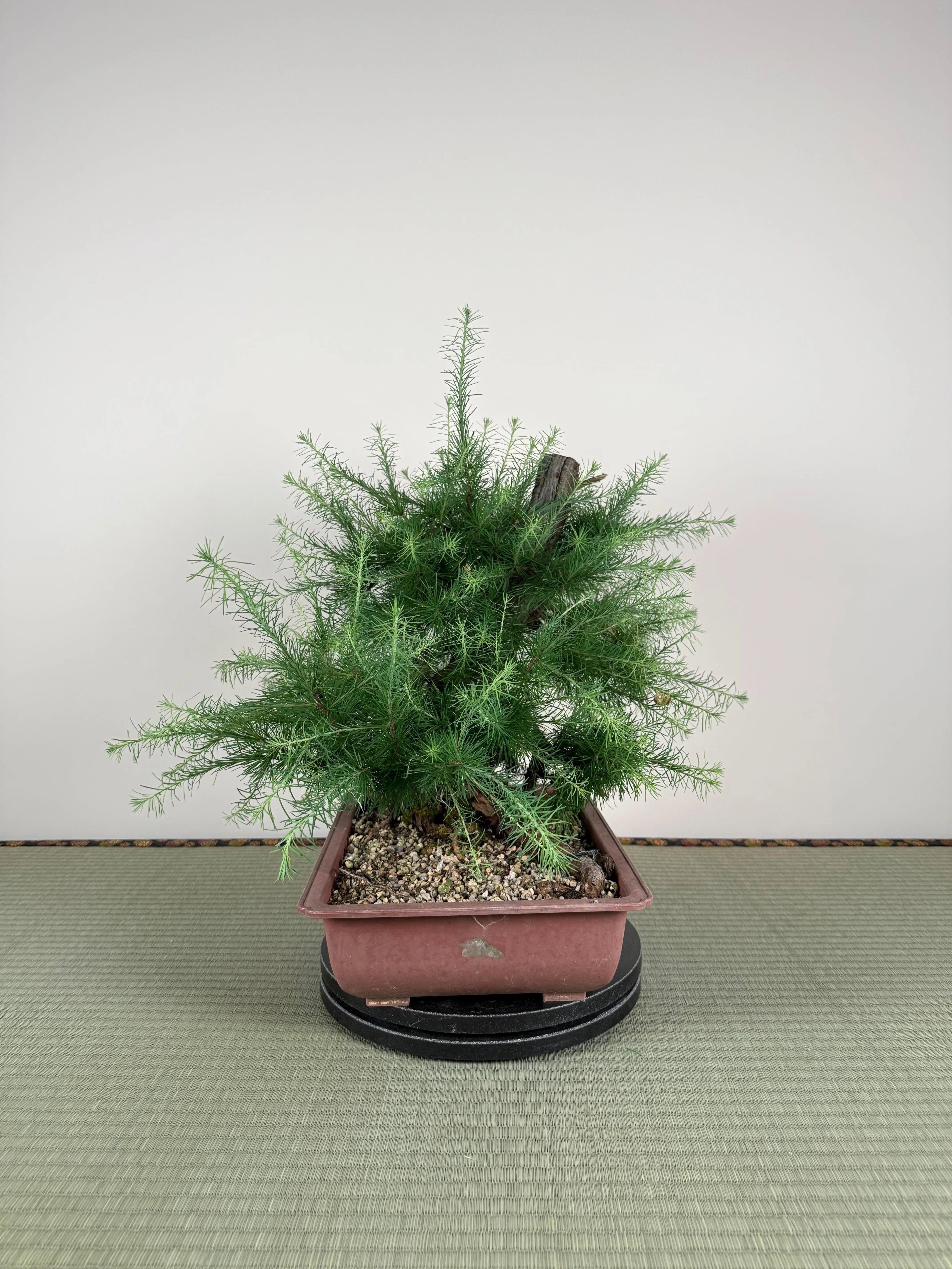 Larix Canada Bonsai