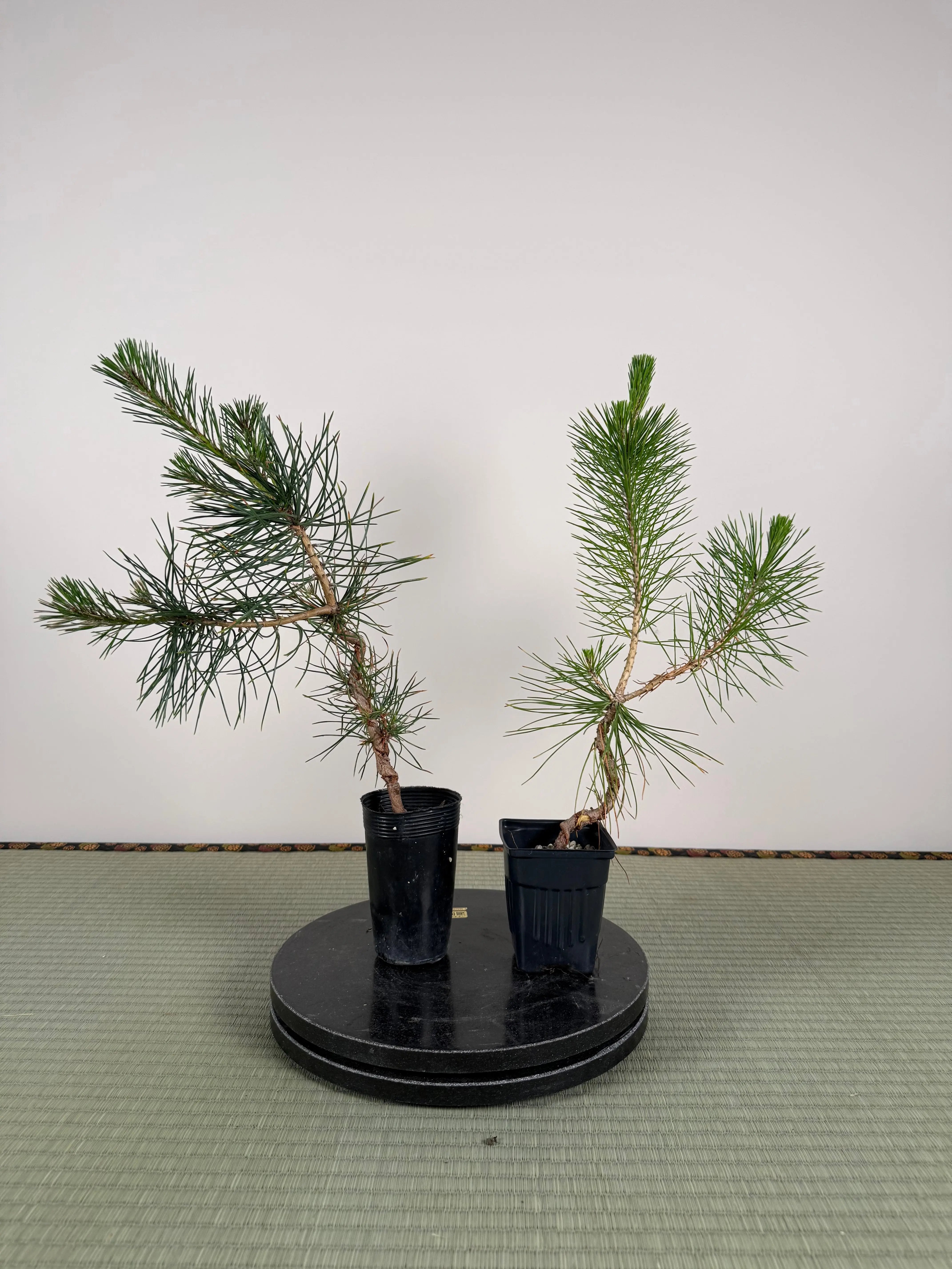 Pinus thunbergii (Wire Marks) Canada Bonsai