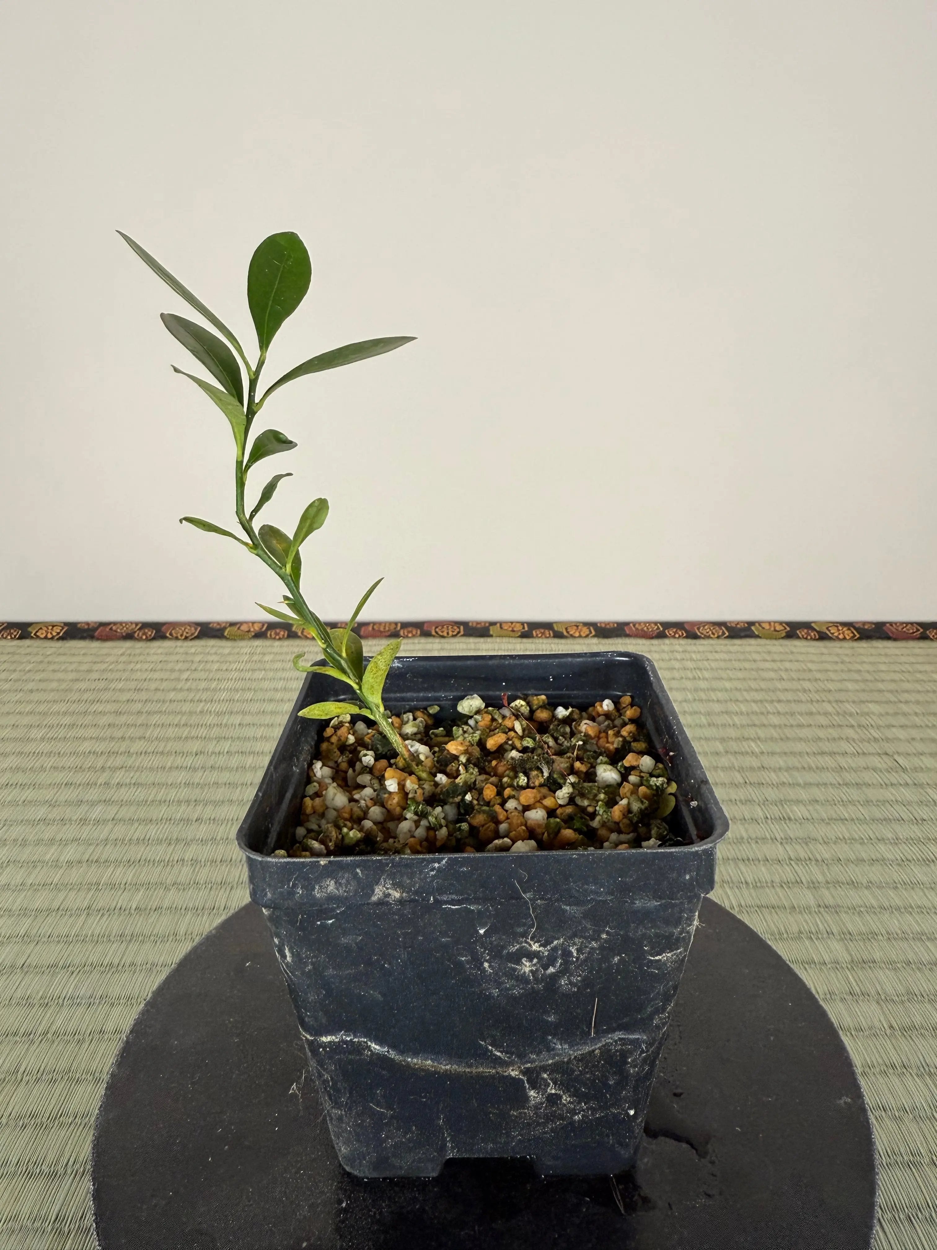 HONG KONG KUMQUAT Canada Bonsai