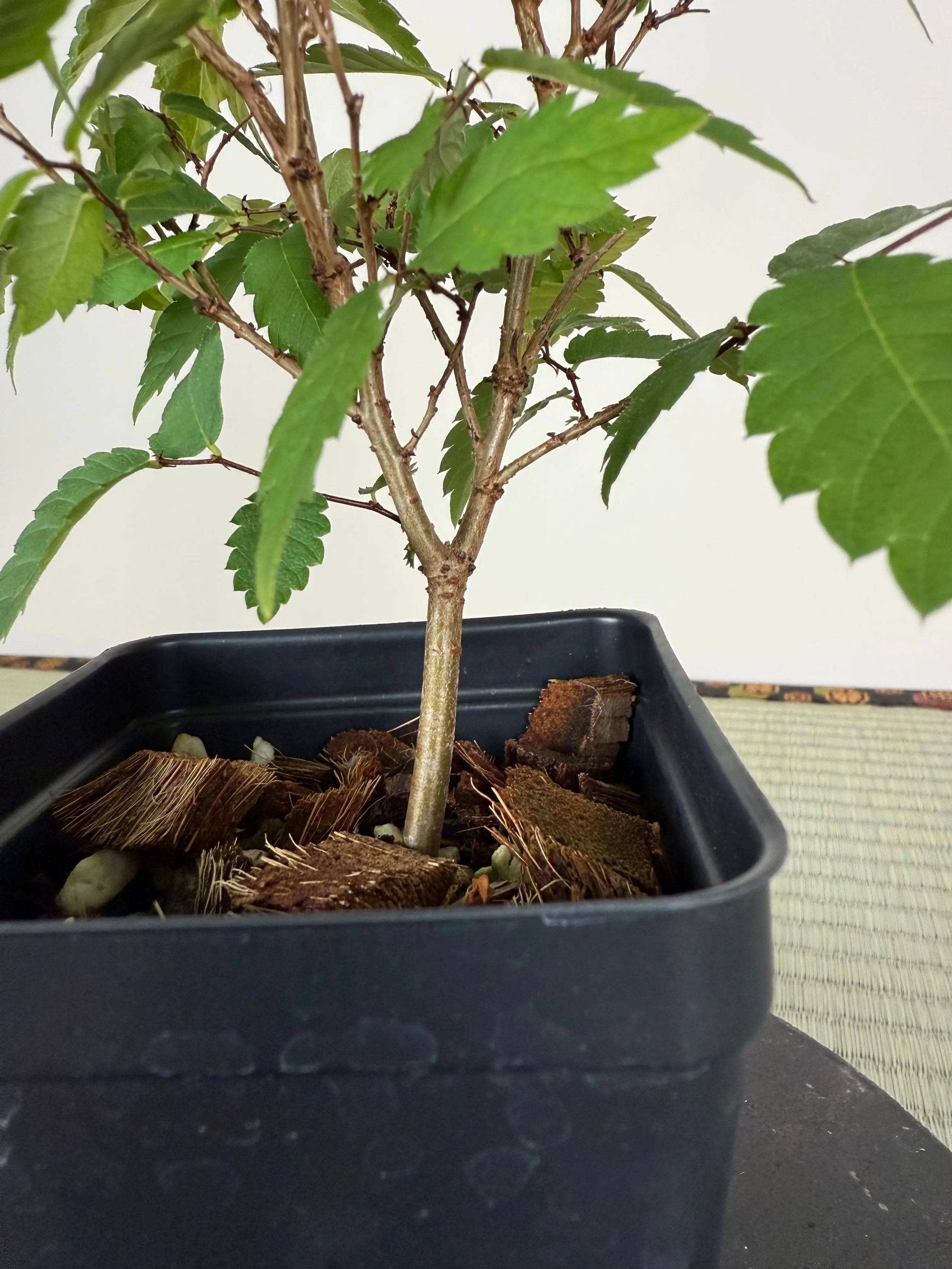 JAPANESE ZELKOVA (Elm) Canada Bonsai
