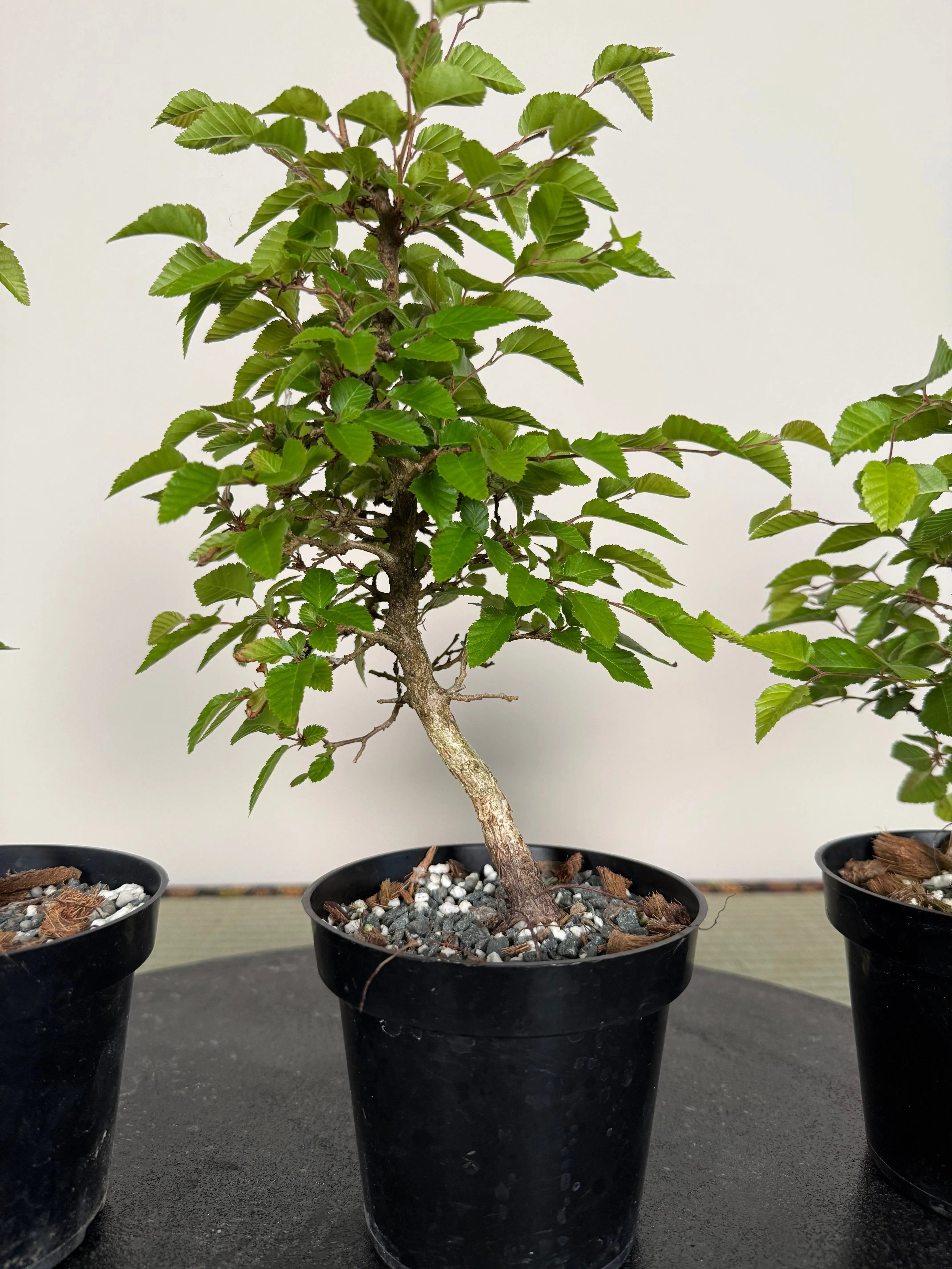 Carpinus turczaninowii Canada Bonsai