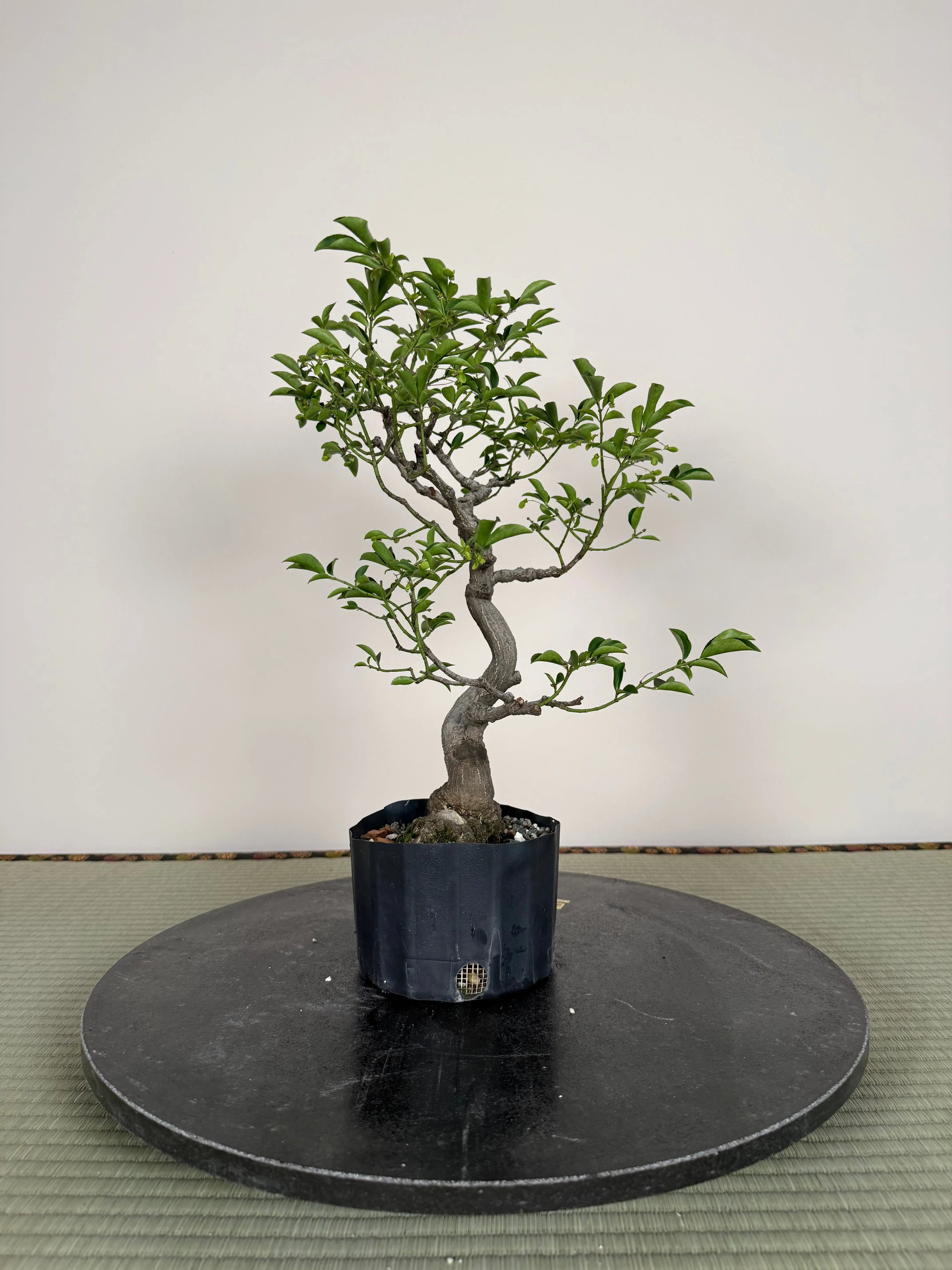 Euonymus Canada Bonsai
