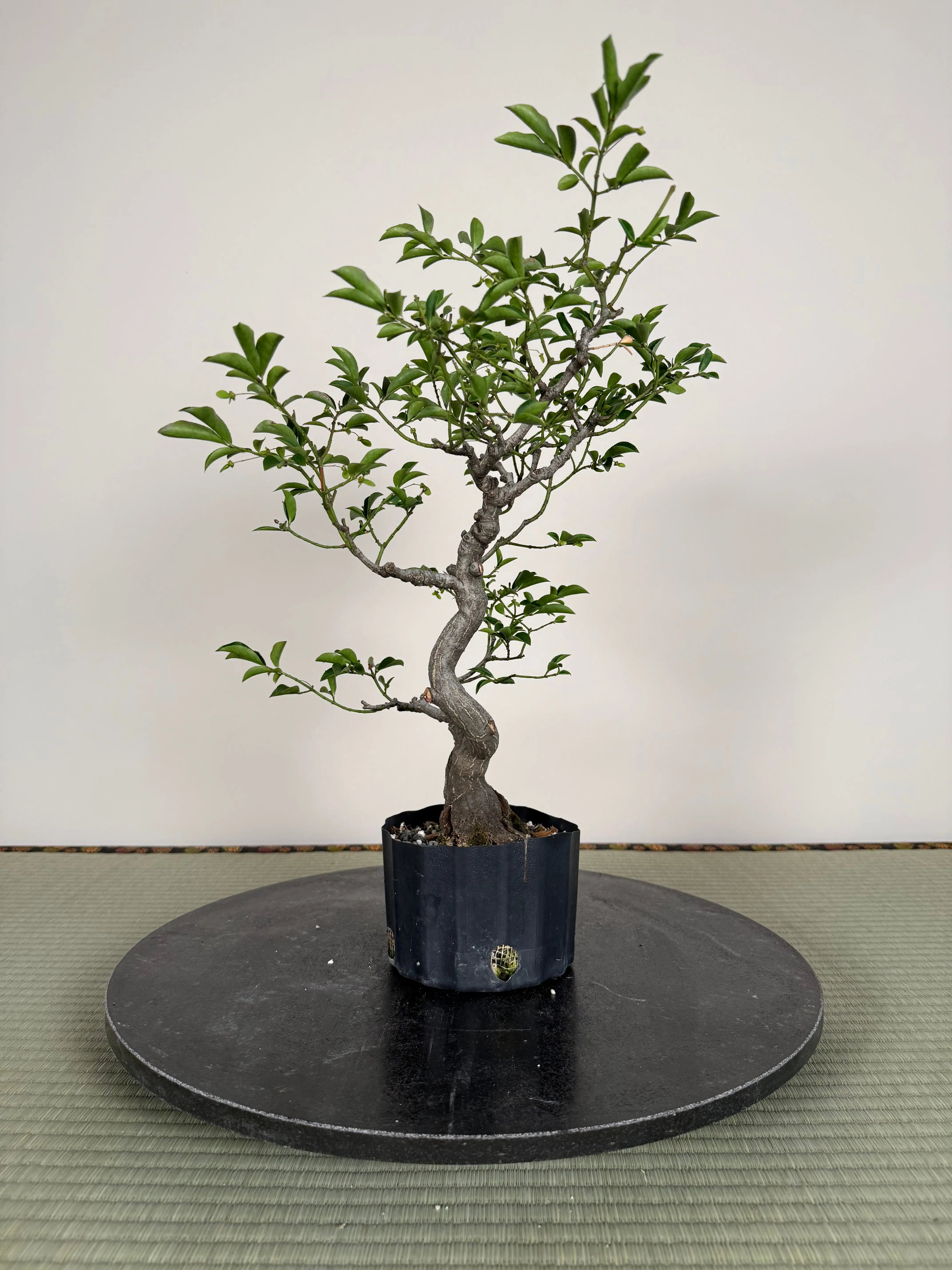 Euonymus Canada Bonsai