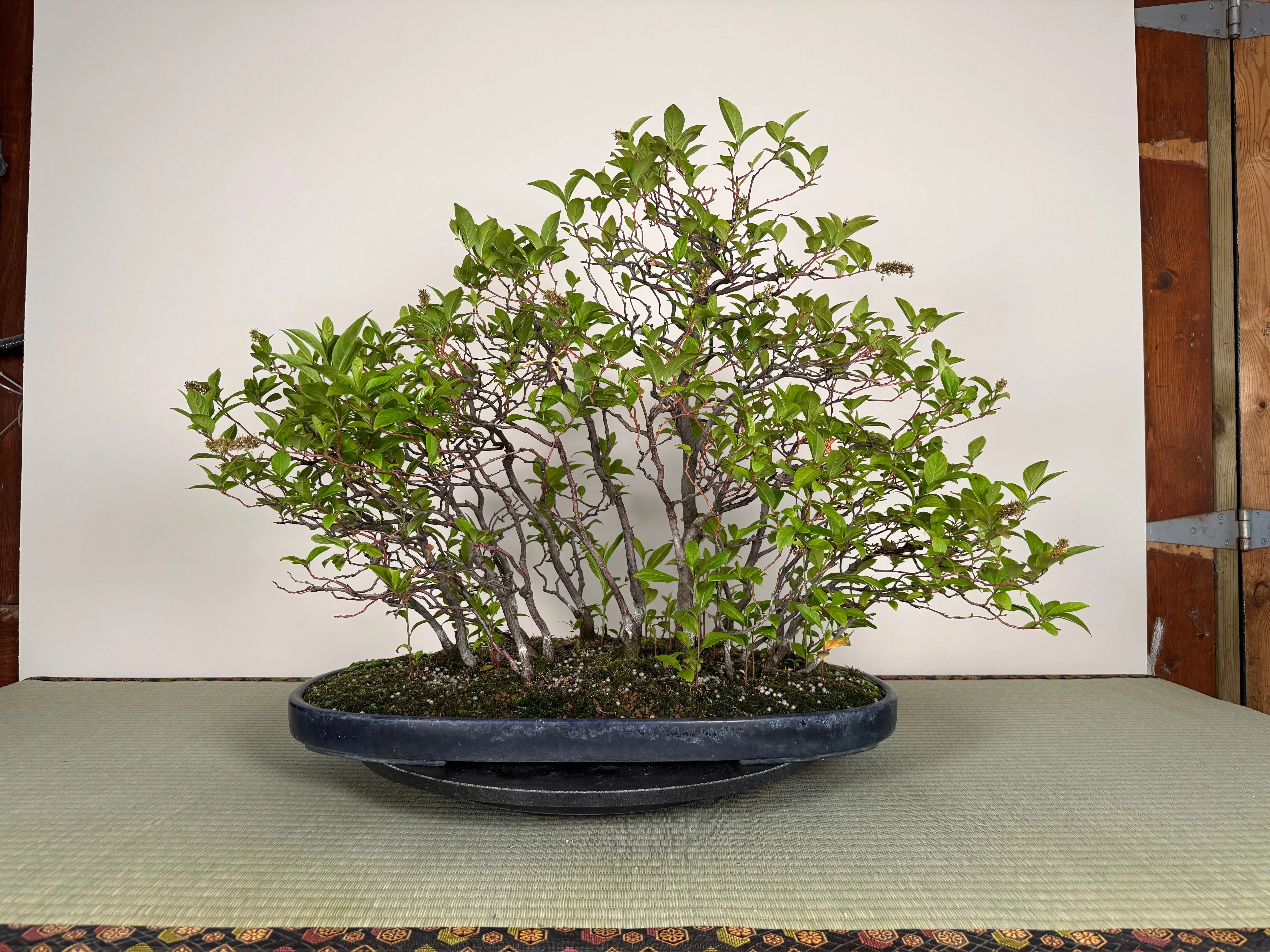 Itea japonica Canada Bonsai