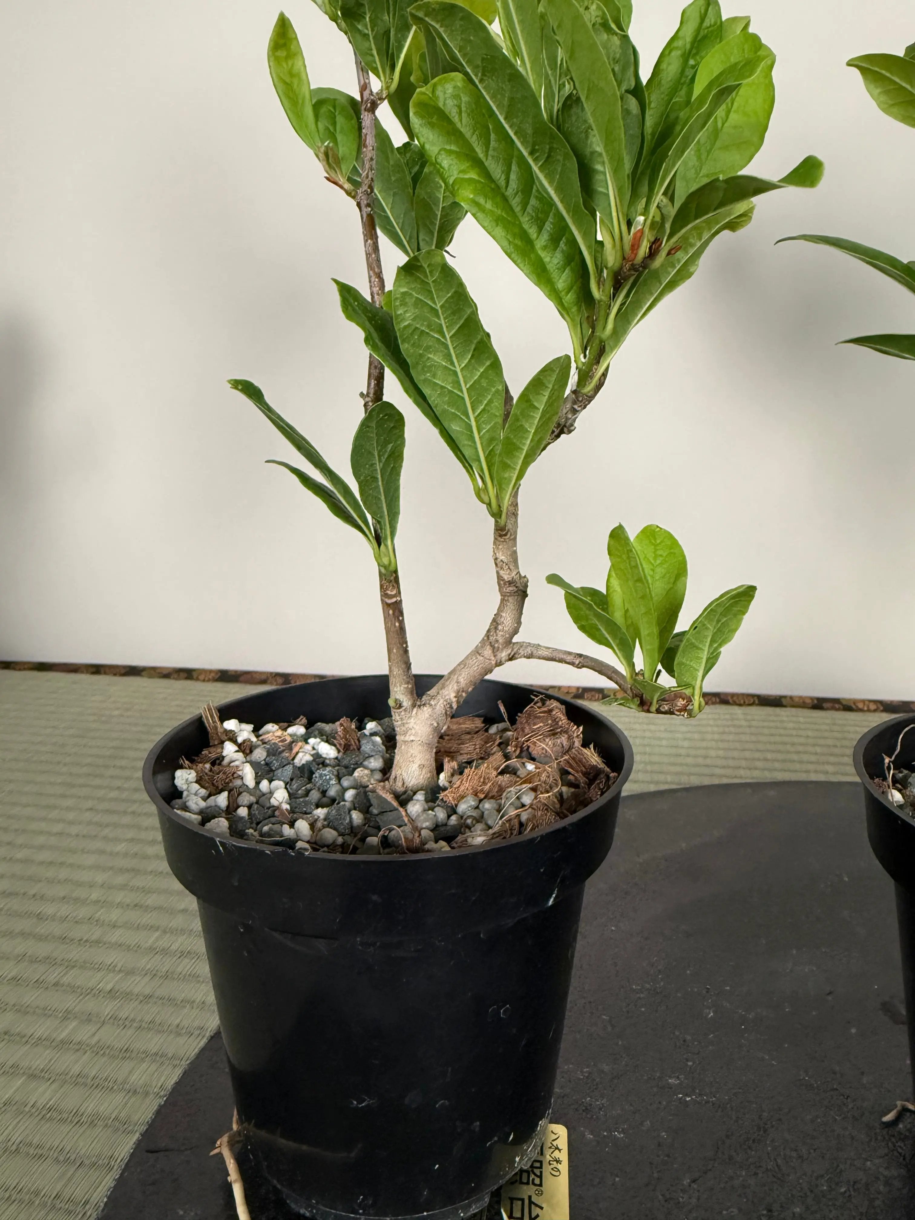 Magnolia Canada Bonsai