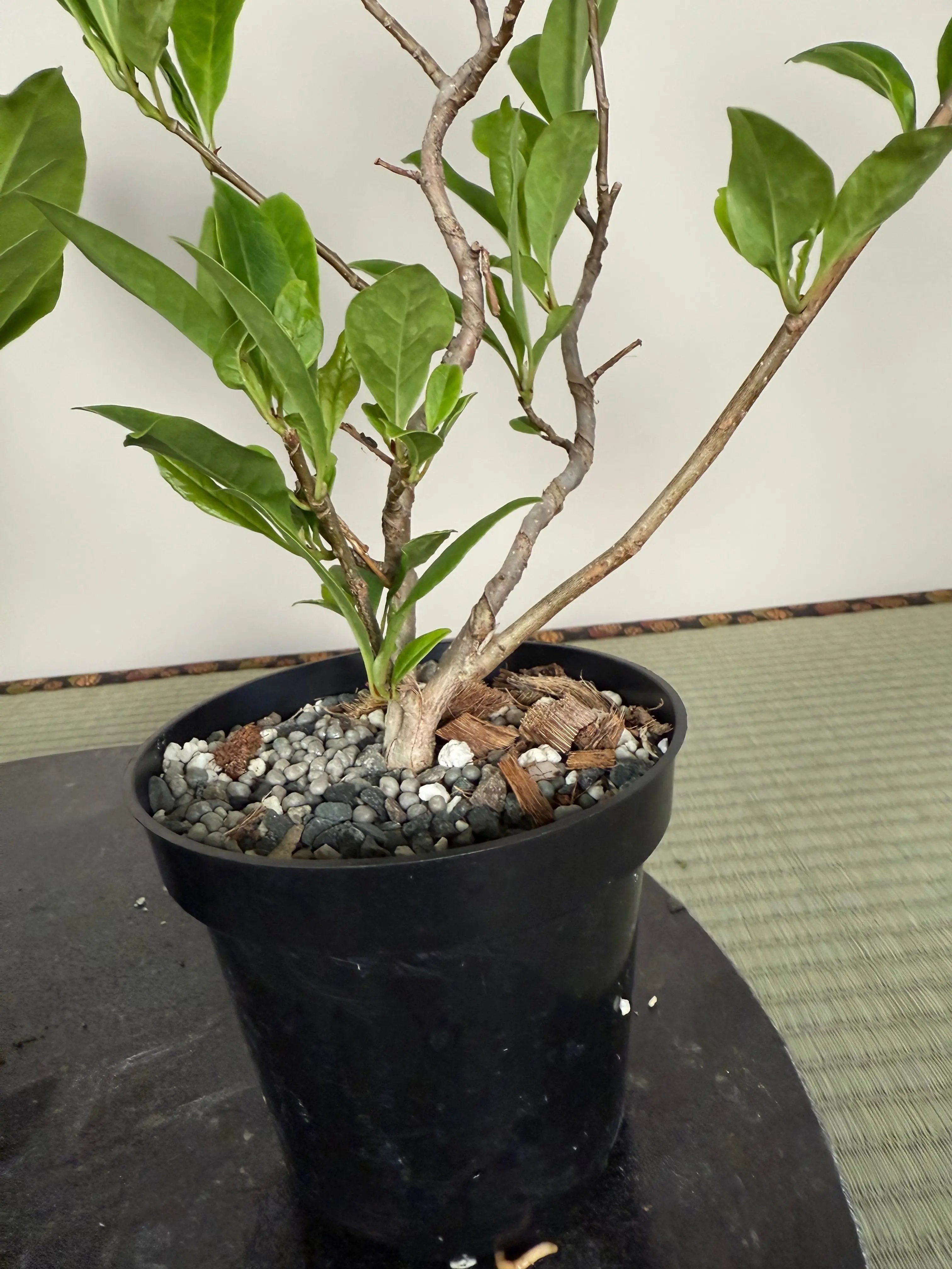 Magnolia Canada Bonsai