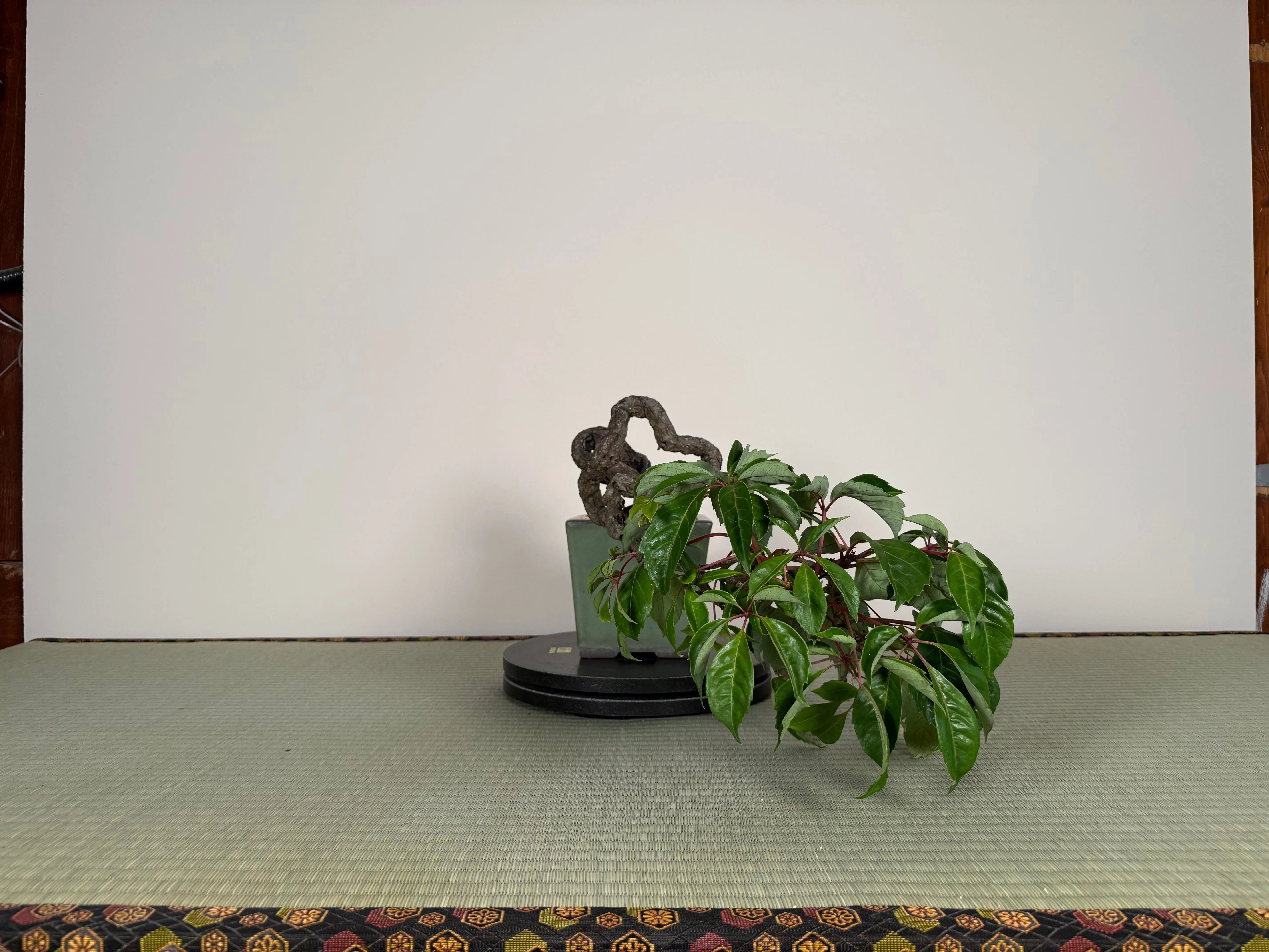 Parthenocissus quinquefolia (Antique pot) Canada Bonsai