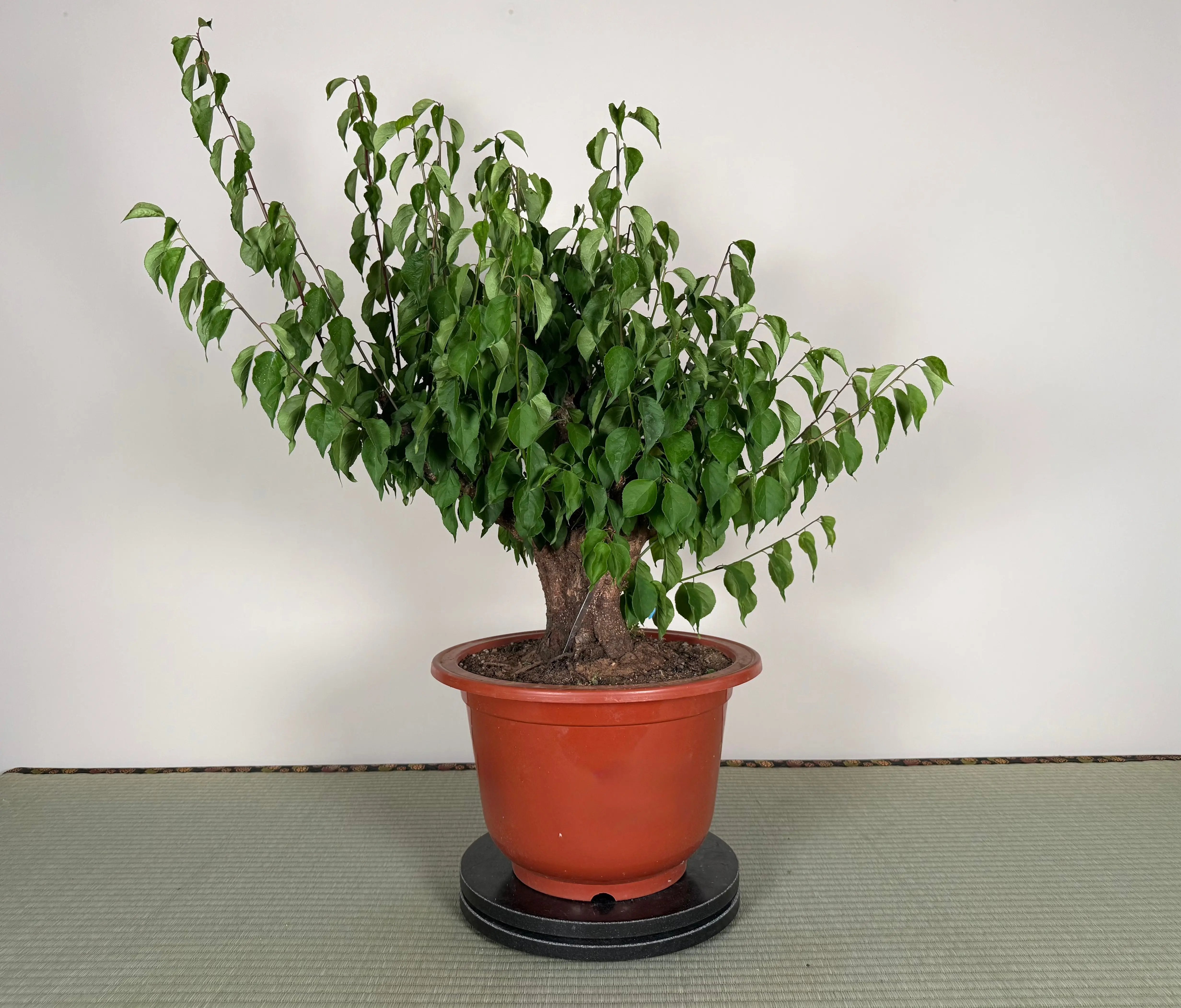 Prunus mume 'Gǔ lǐ hóng' Canada Bonsai