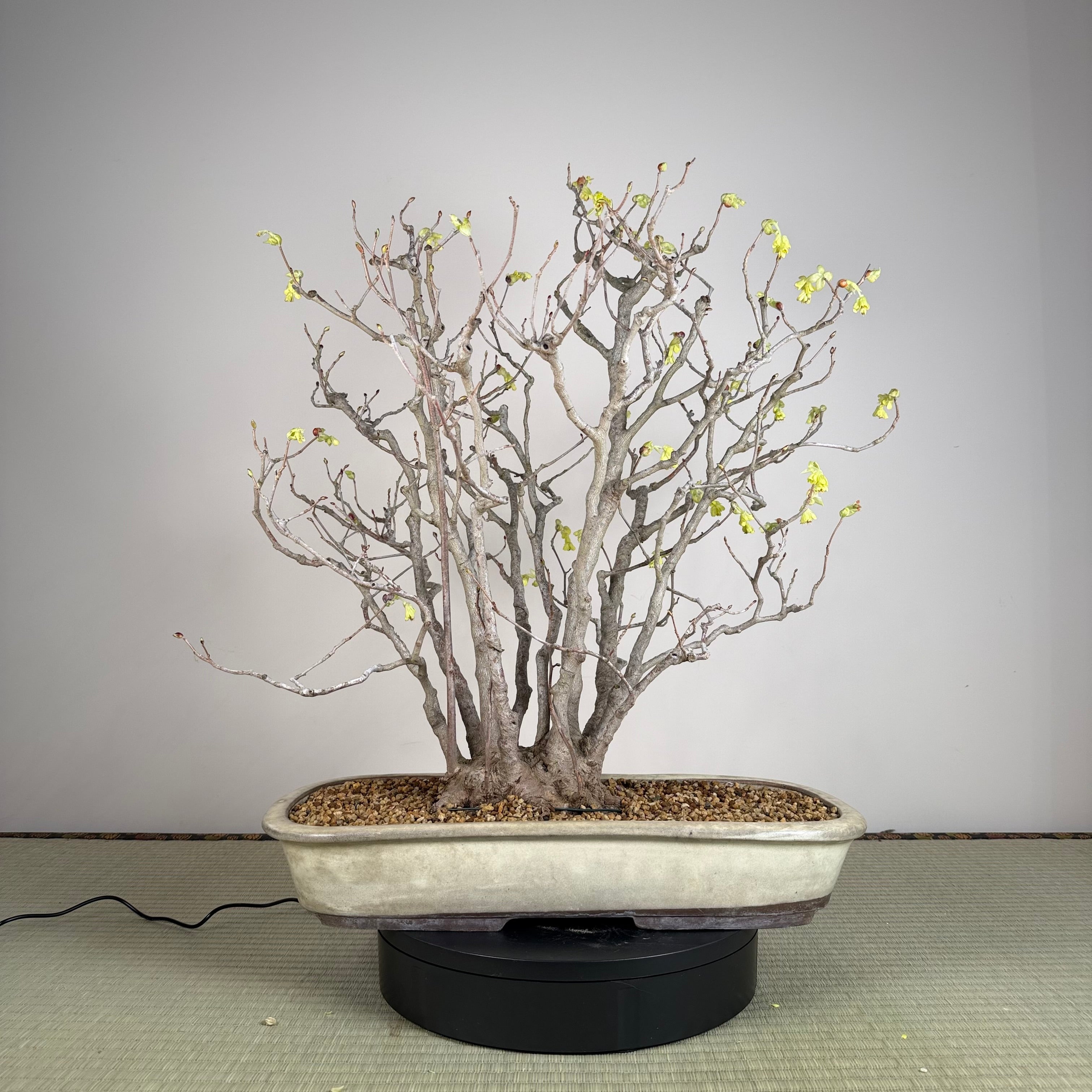 Corylopsis spicata