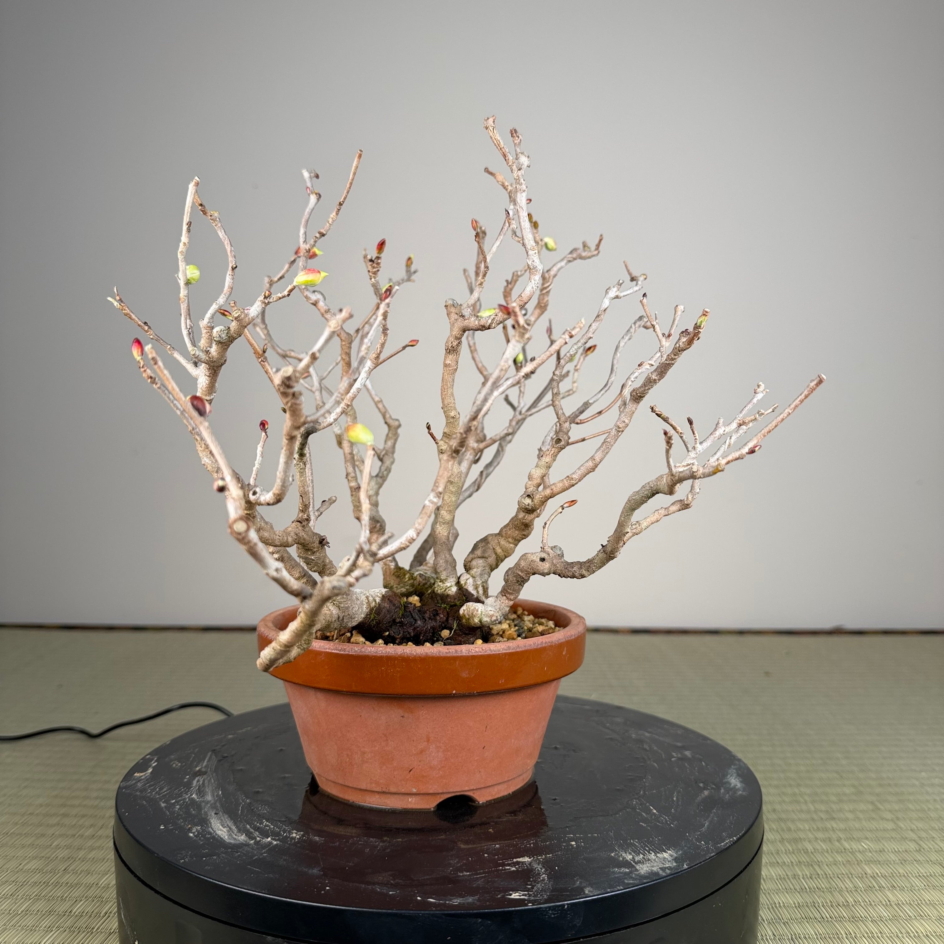 Corylopsis spicata