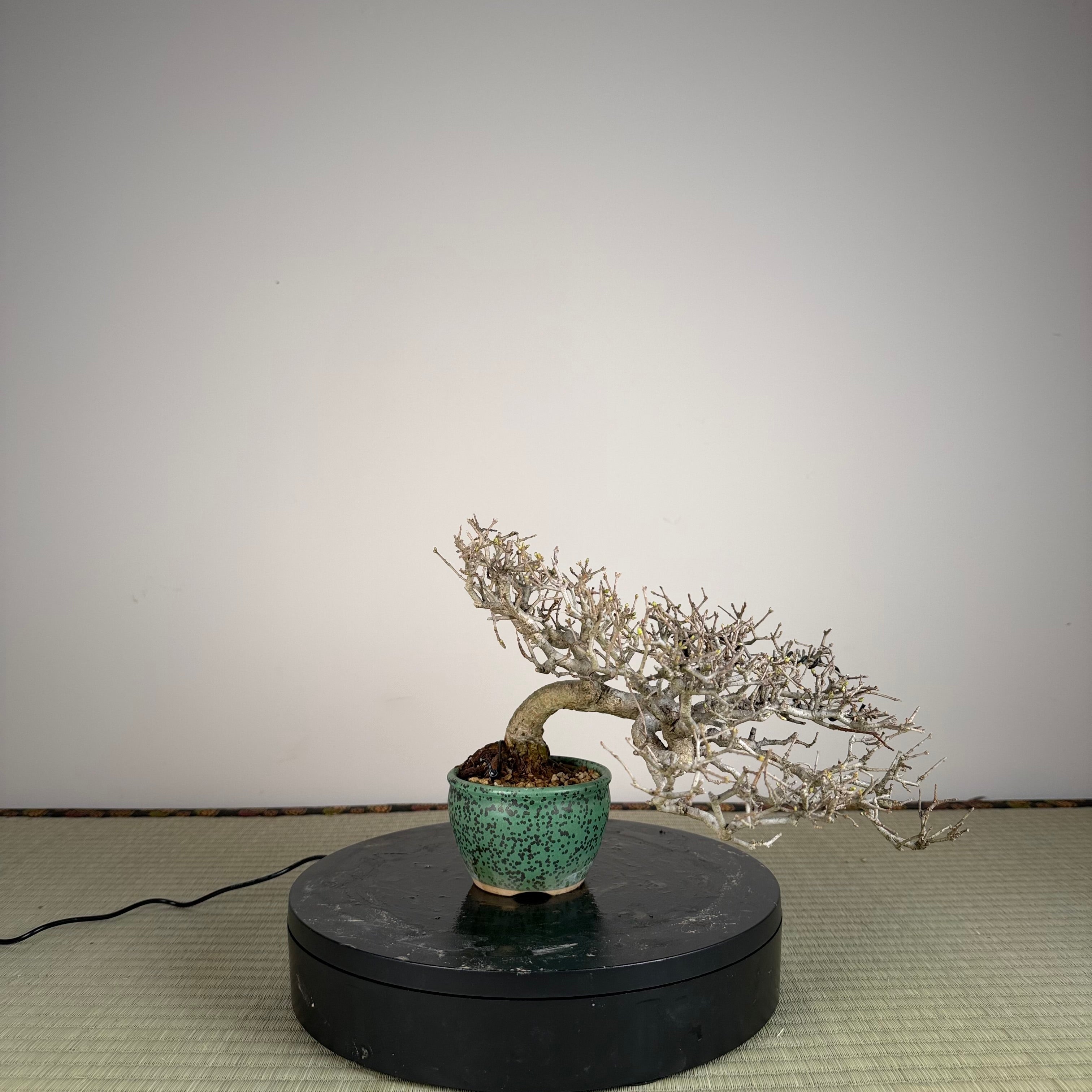 Ligustrum