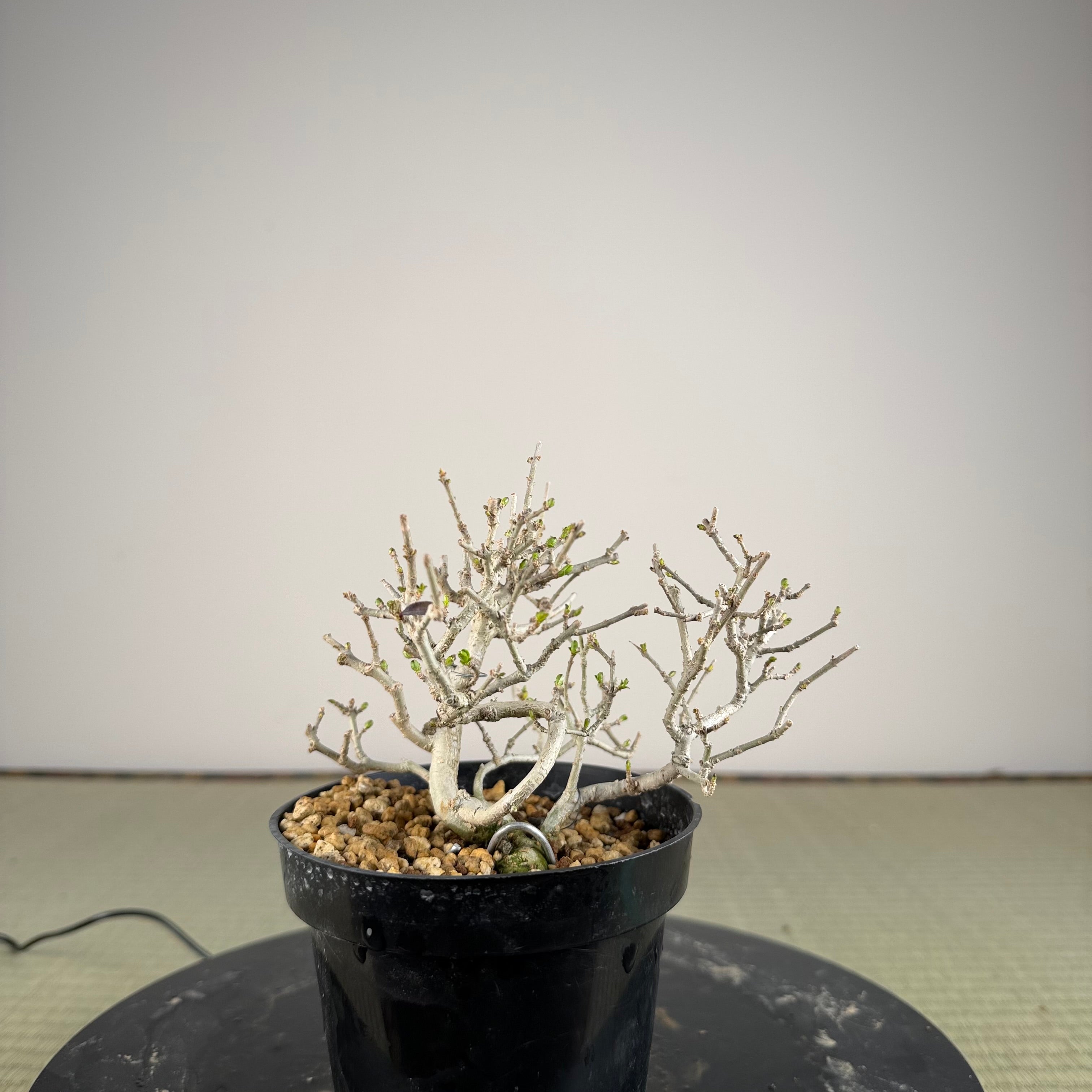 Ligustrum