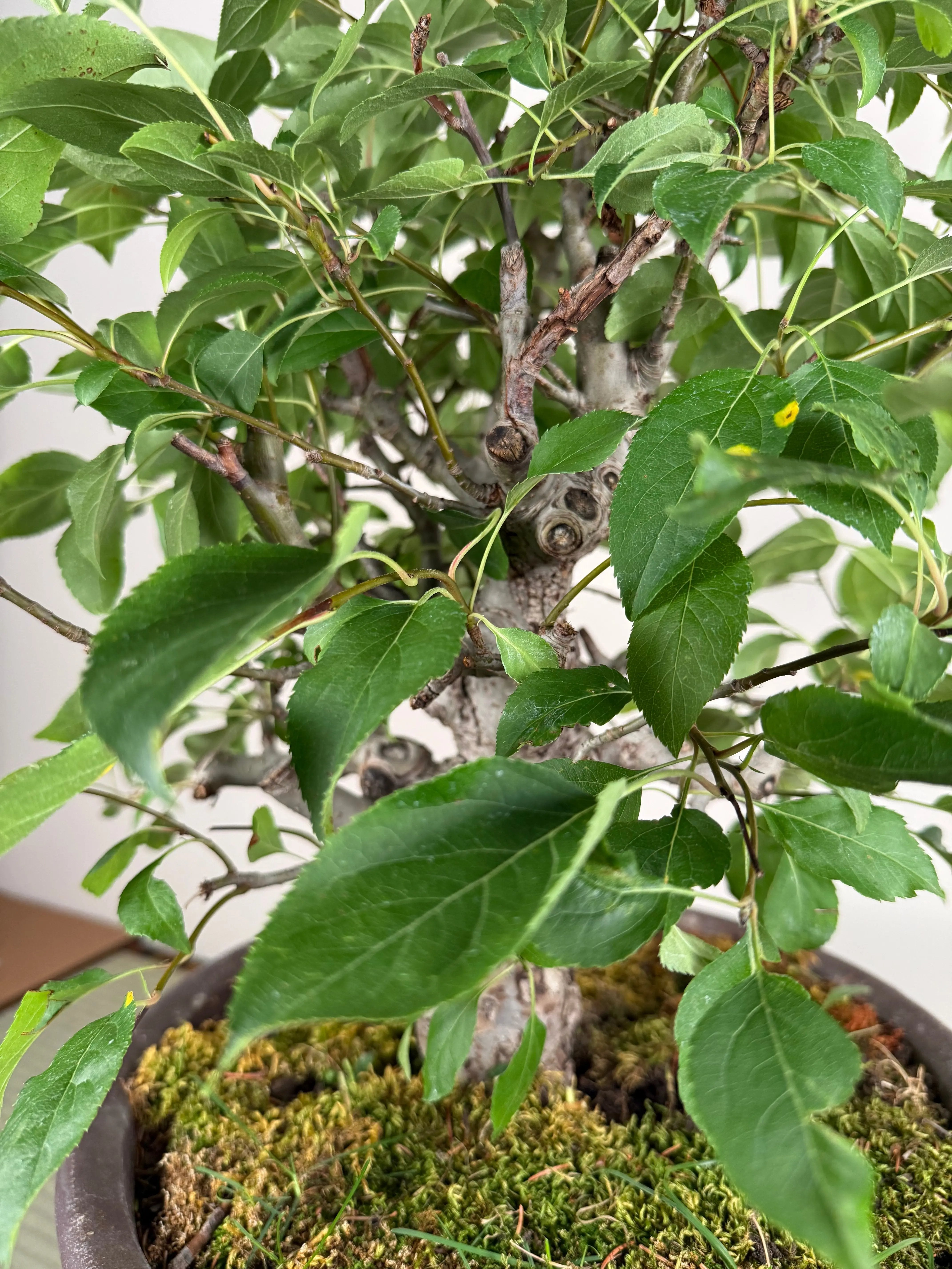 Malus 'Hime Ringo' Canada Bonsai