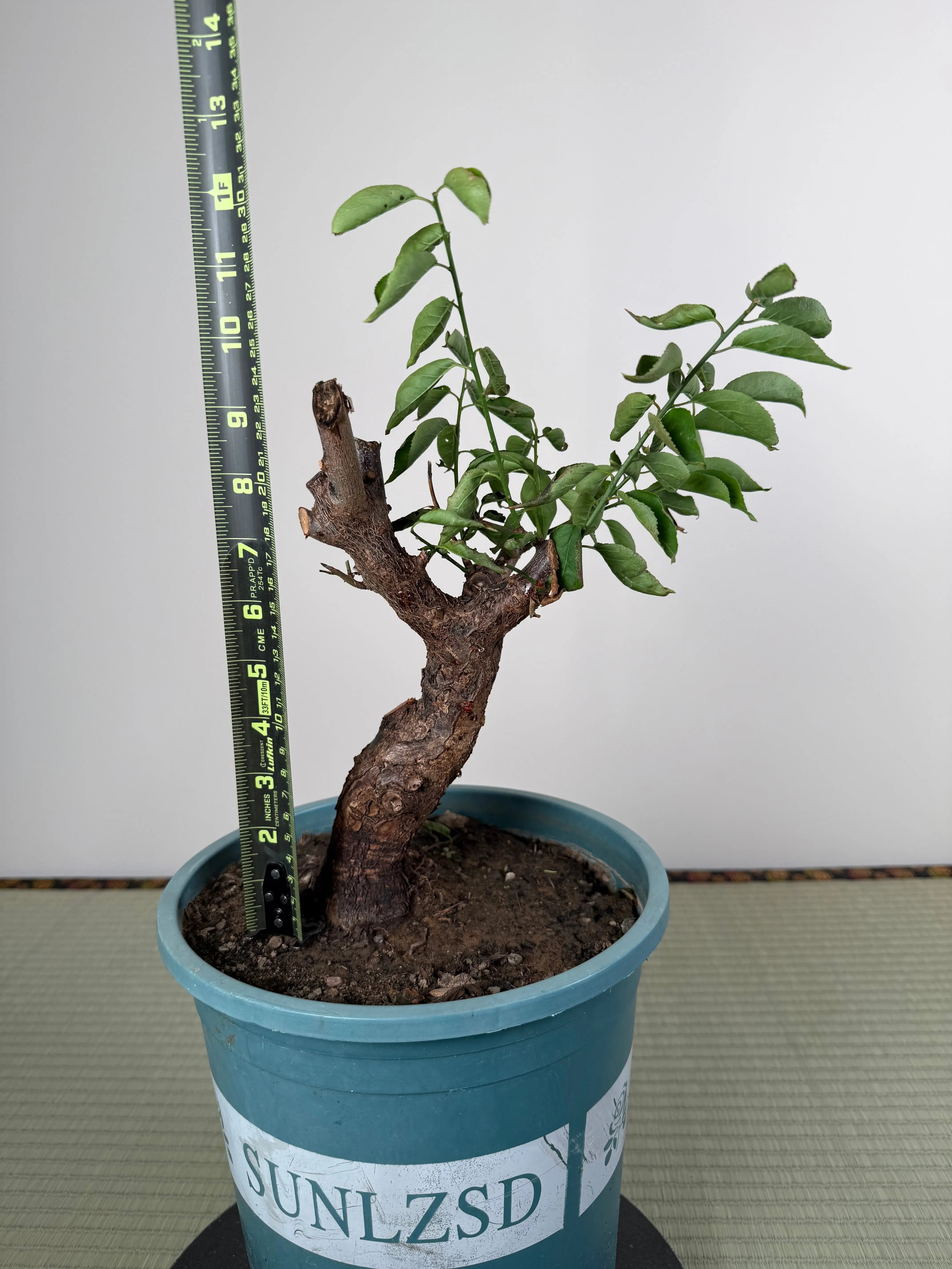 Prunus mume Canada Bonsai