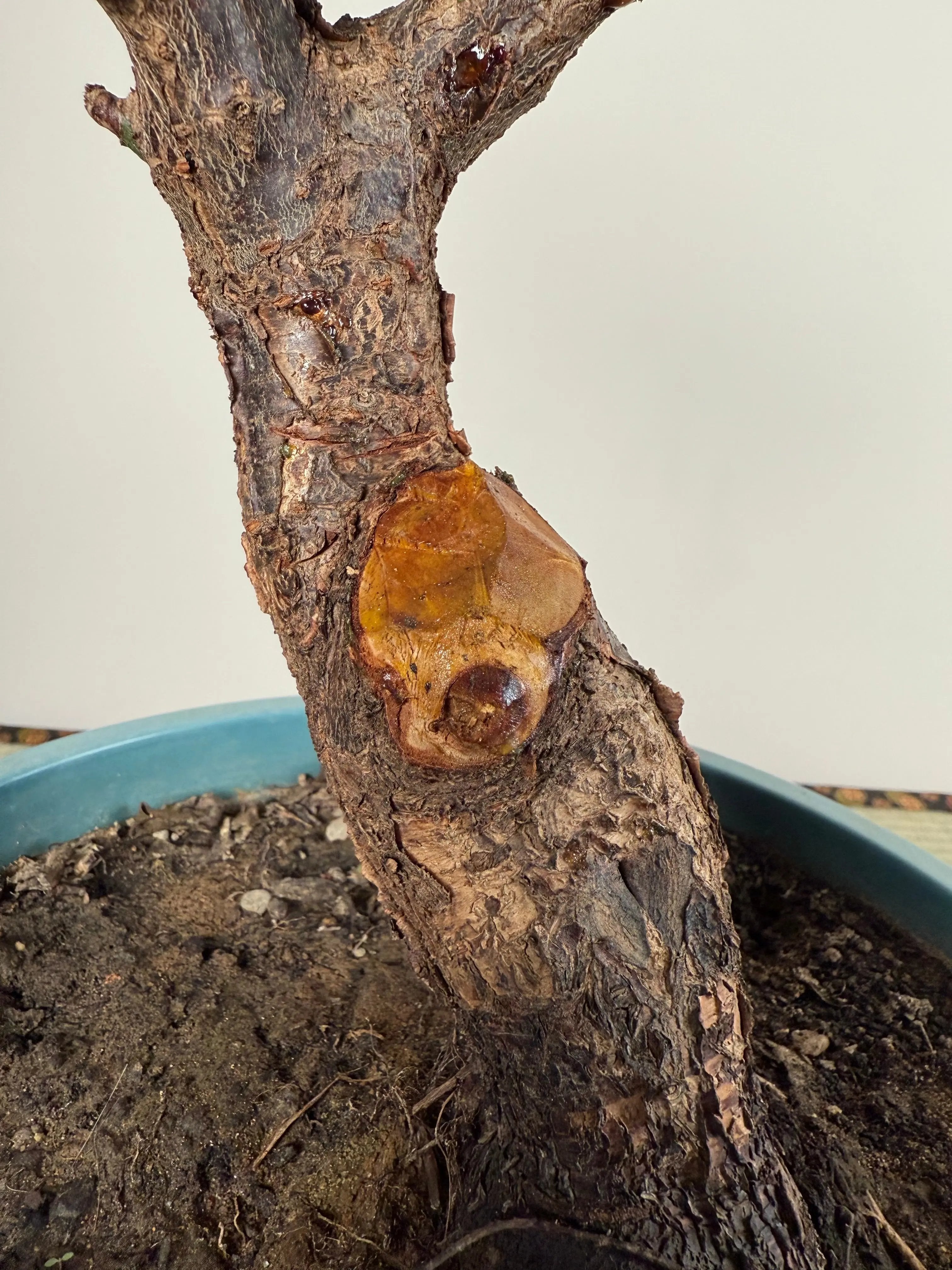 Prunus mume Canada Bonsai