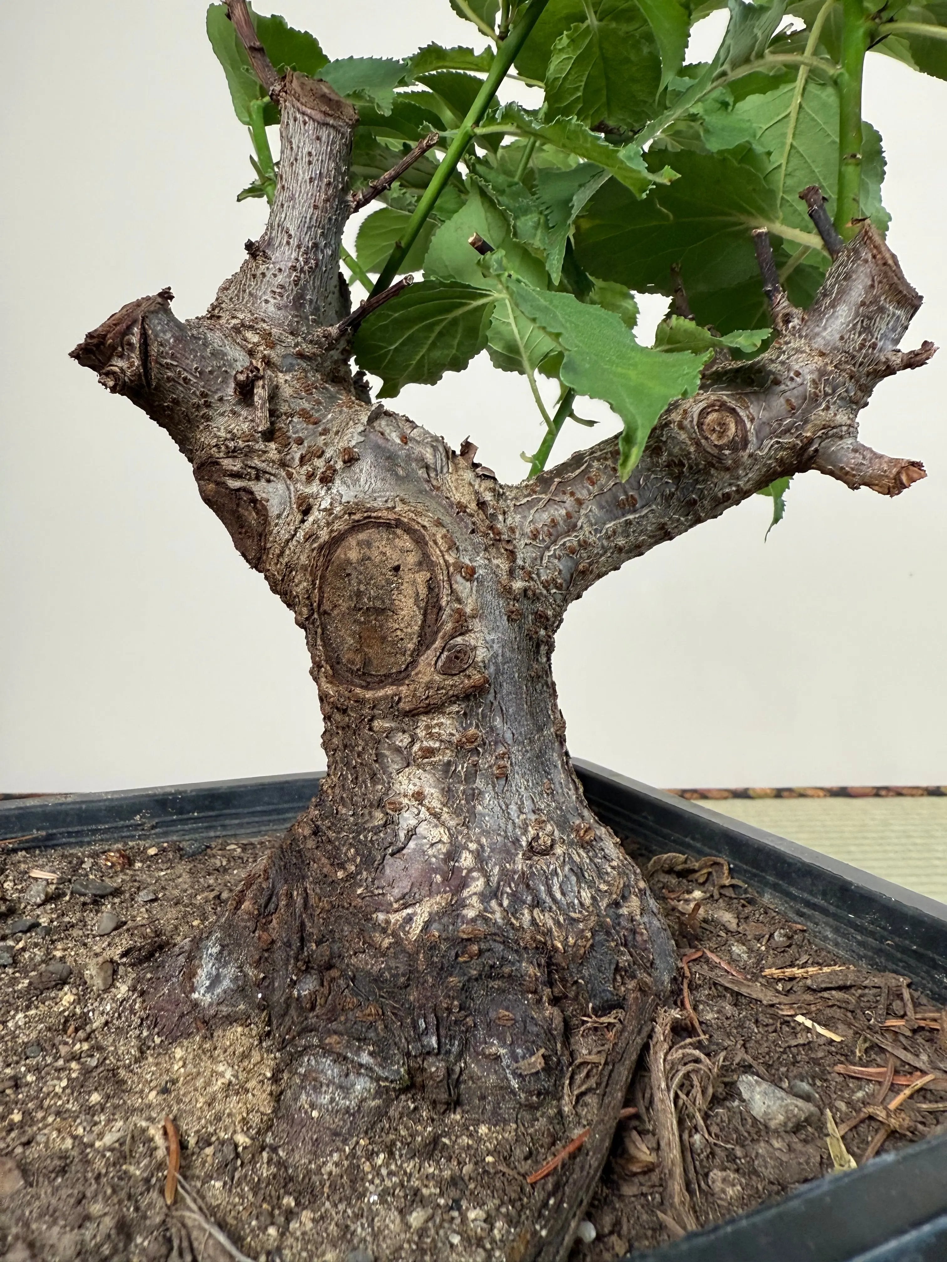 Prunus mume Canada Bonsai