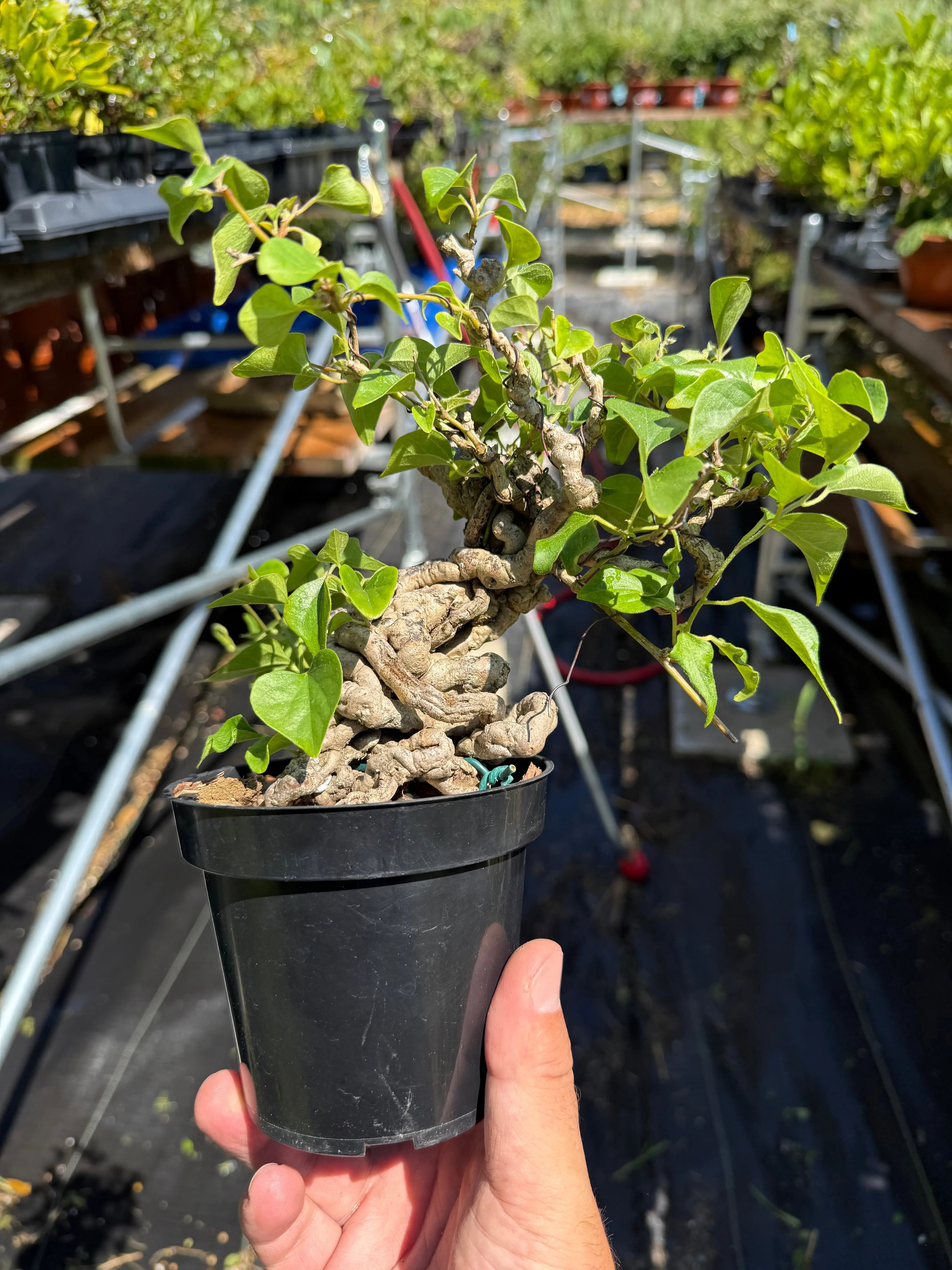 Cocculus orbiculatus Canada Bonsai