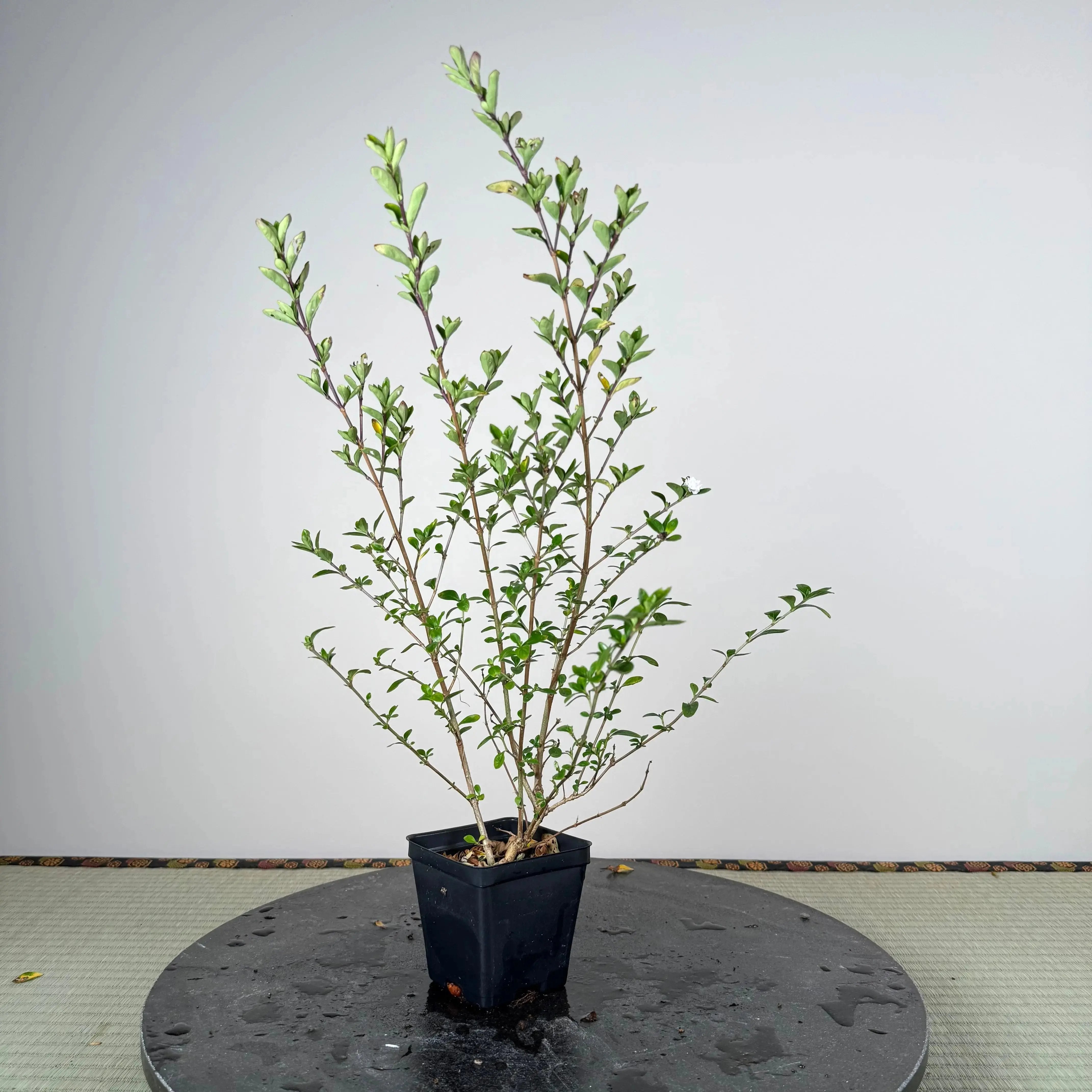 Base Kit with Indoor Bonsai Canada Bonsai