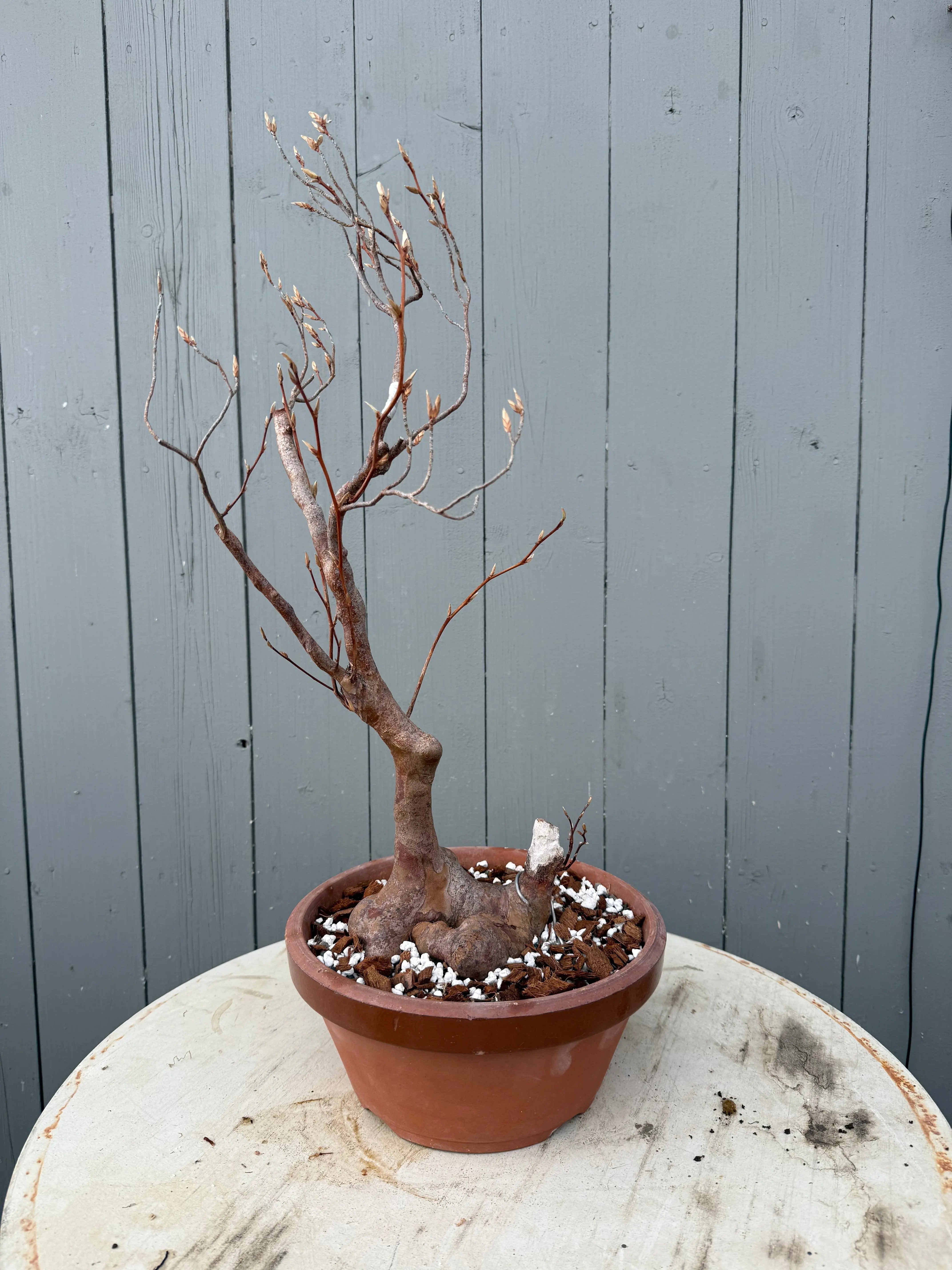 Stewartia monadelpha Canada Bonsai