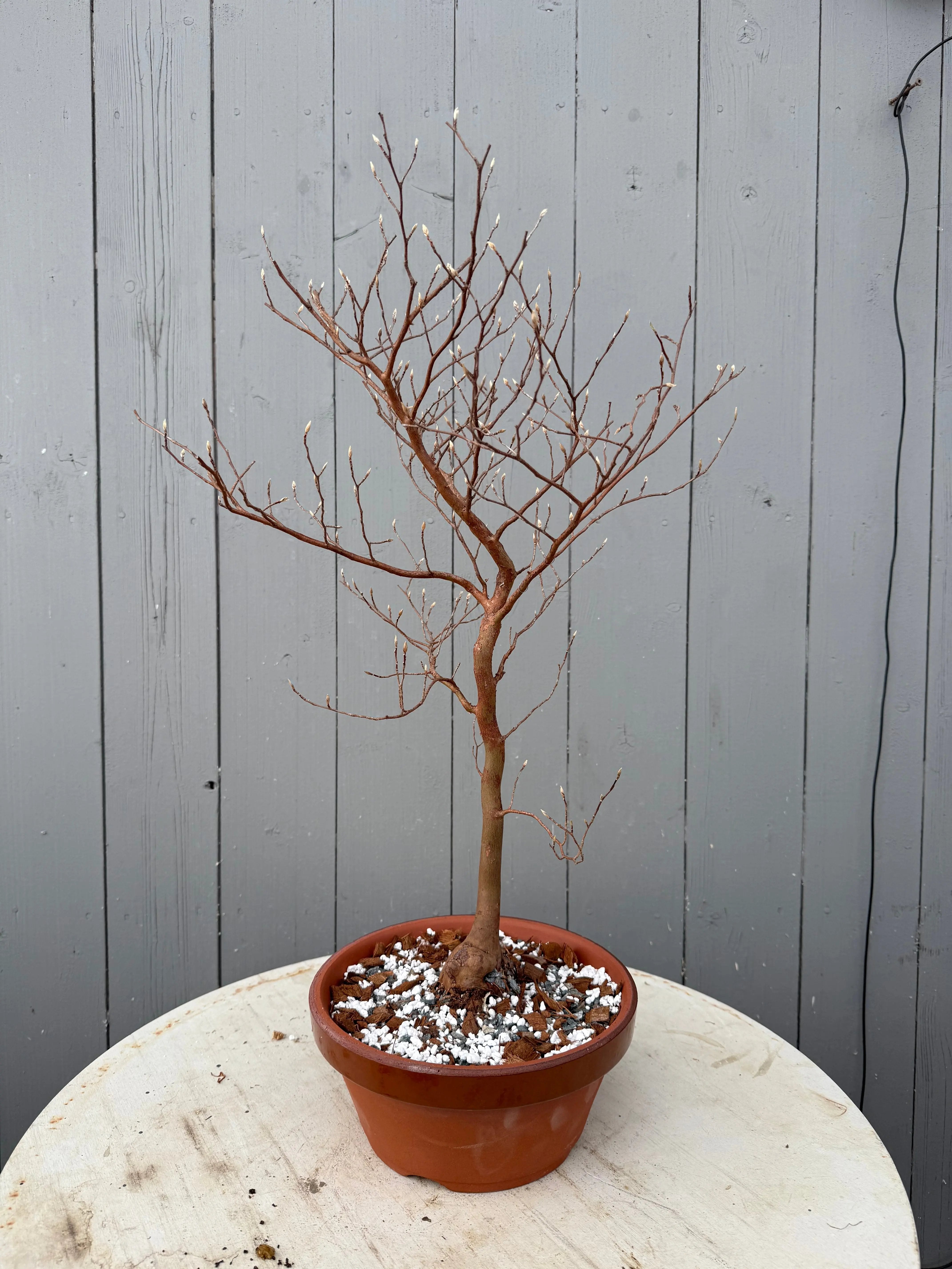 Stewartia monadelpha Canada Bonsai