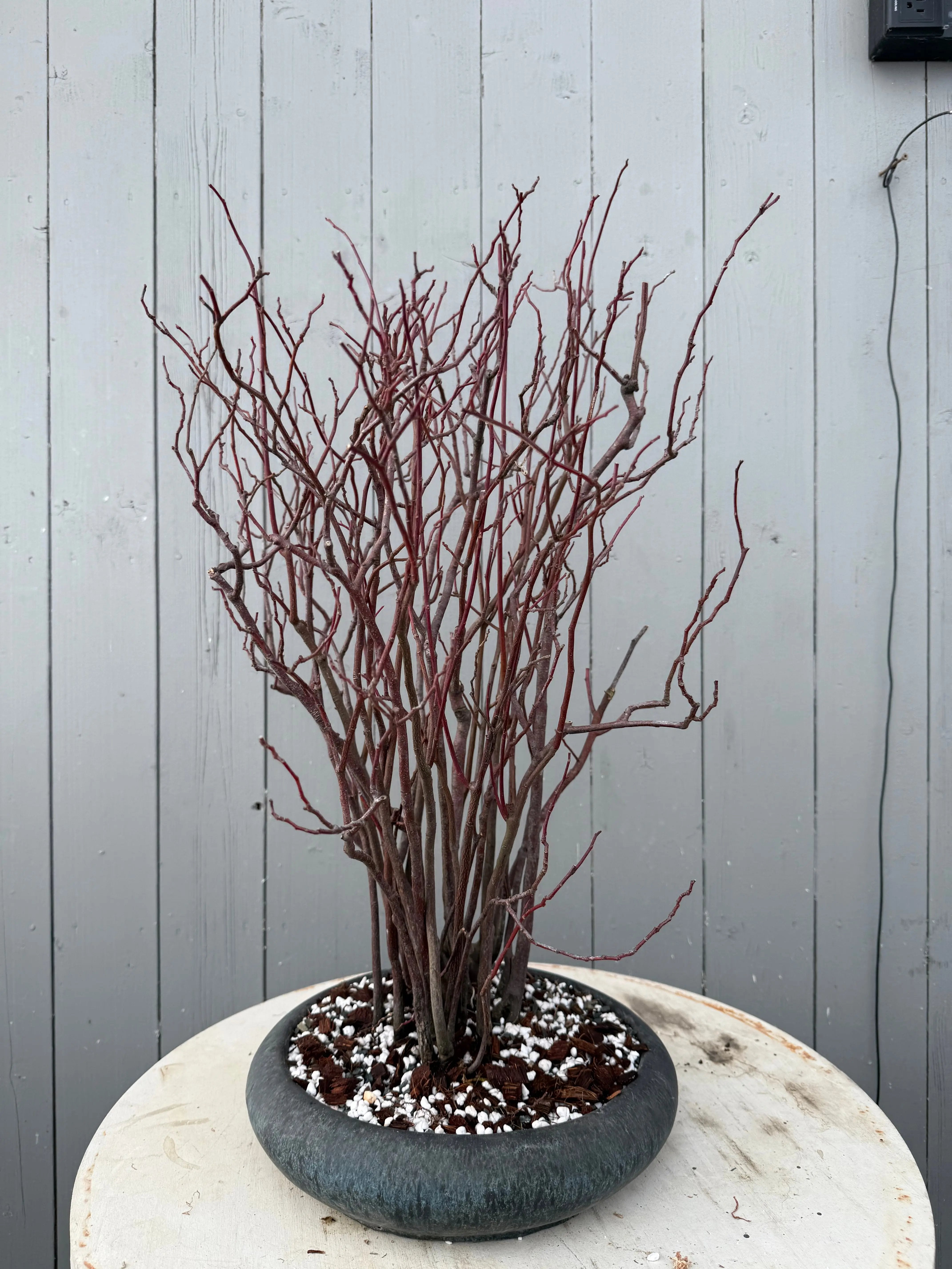 Itea japonica Canada Bonsai