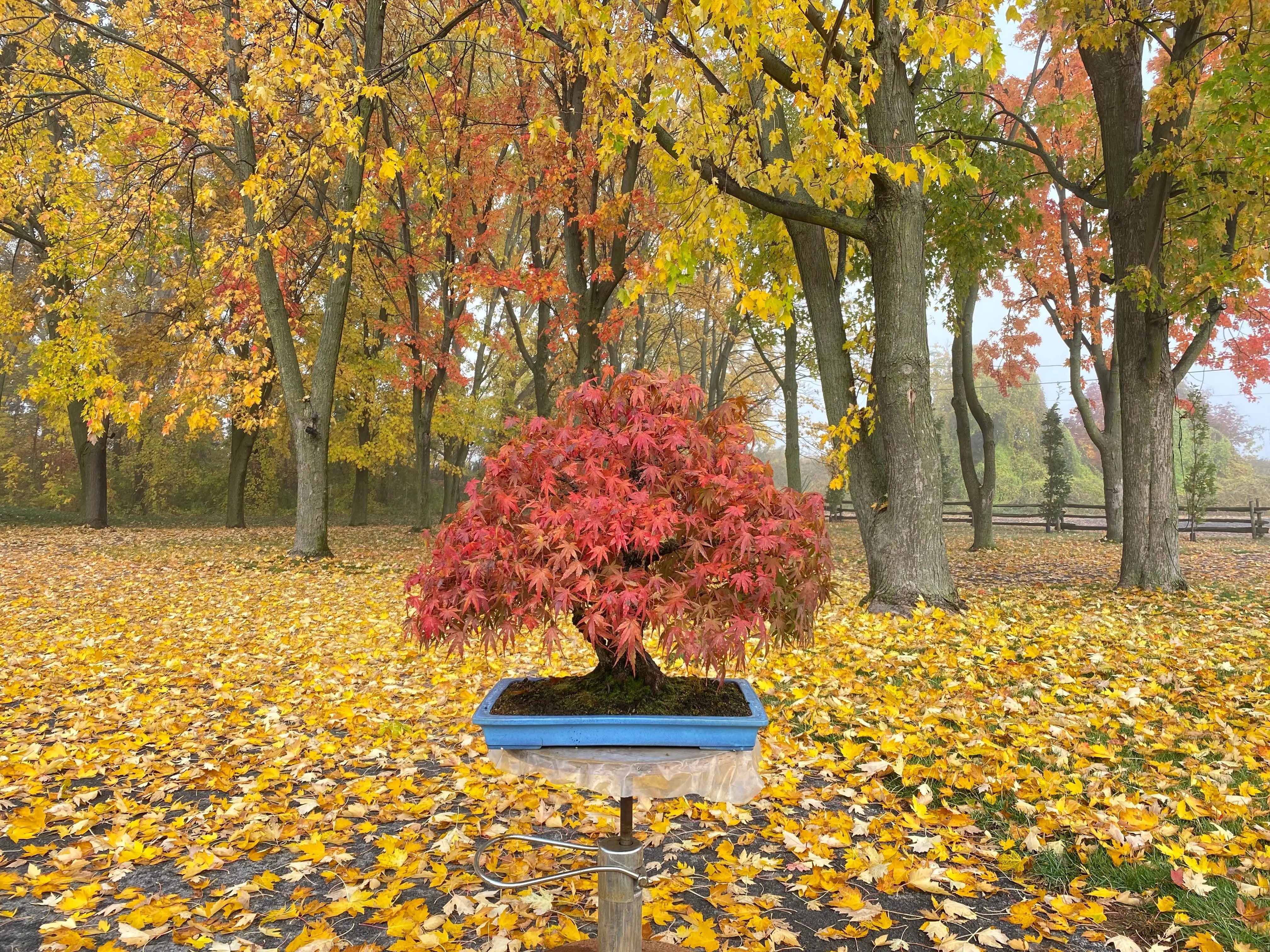 Acer palmatum 'Arakawa' Canada Bonsai