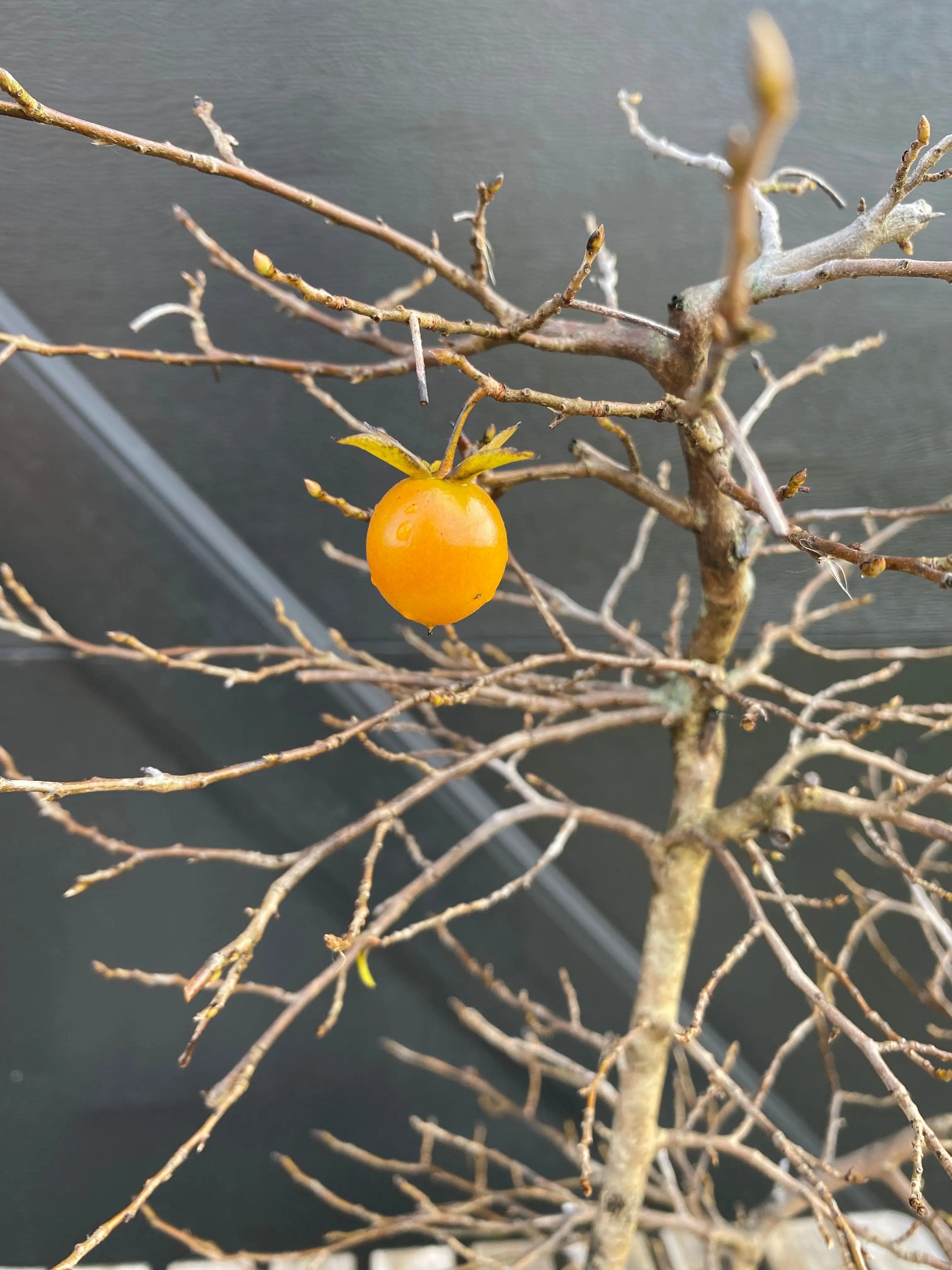 Diopsyros rhombifolia Canada Bonsai