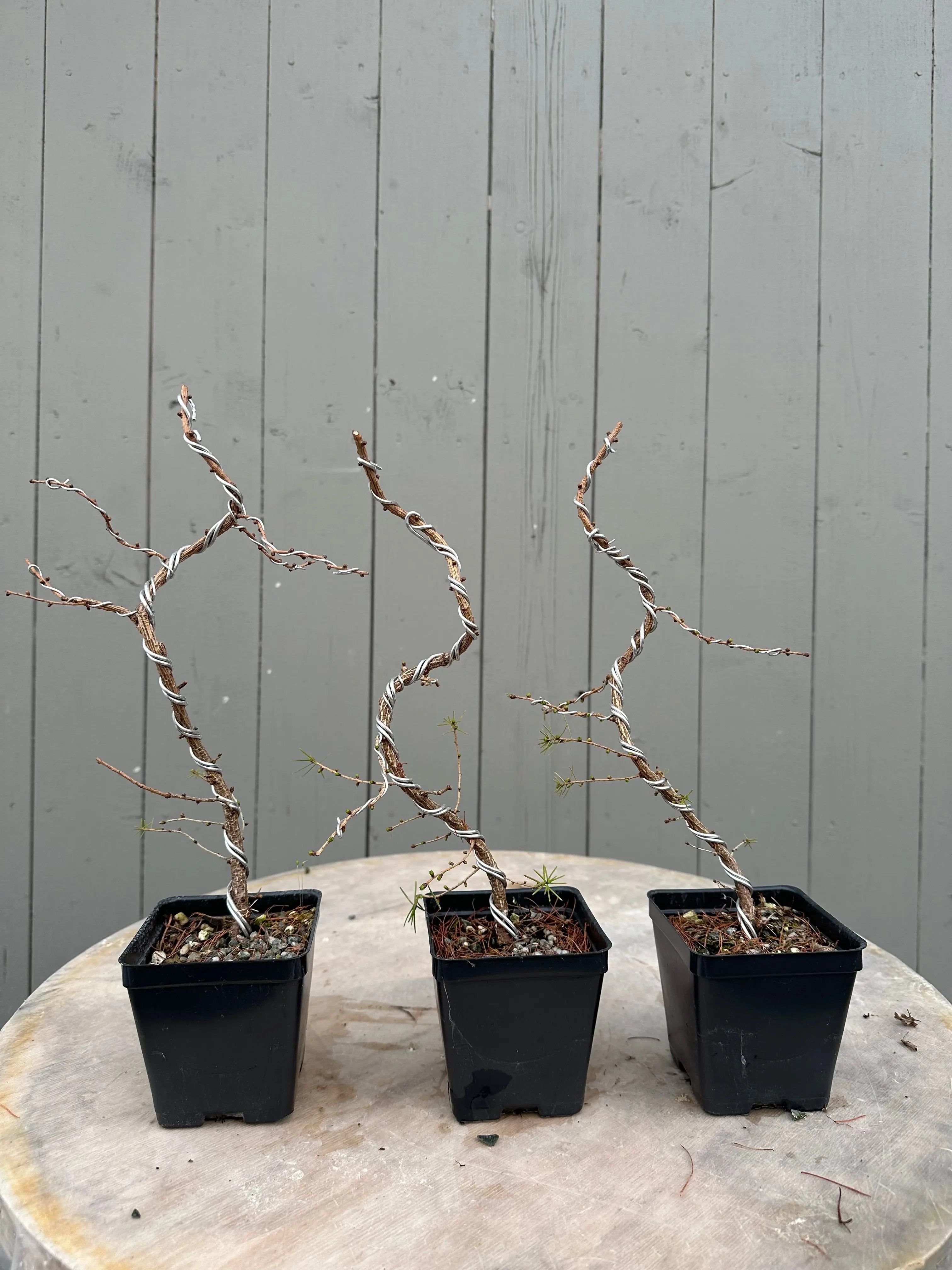 Larix laricina Canada Bonsai