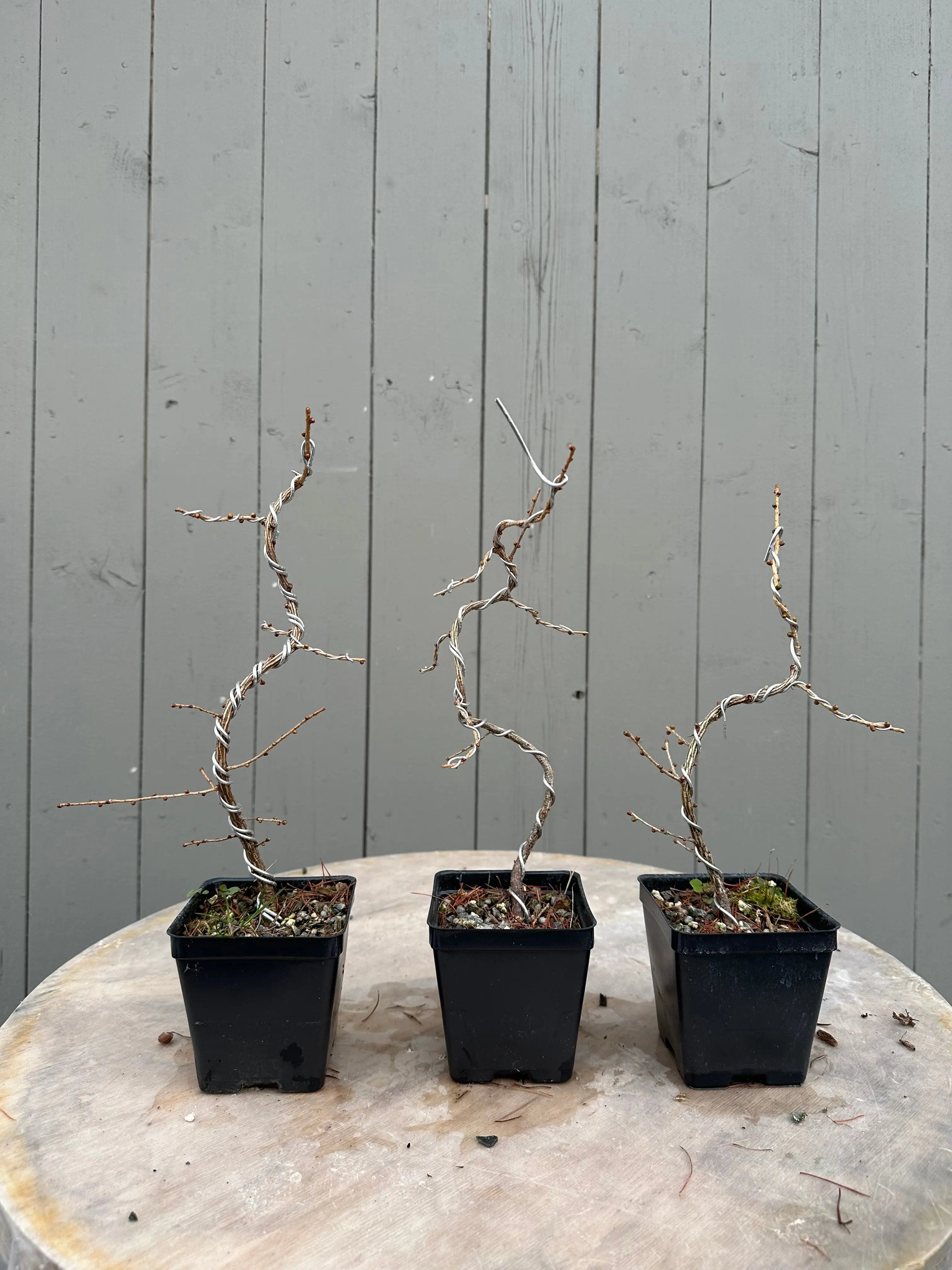 Larix decidua Canada Bonsai