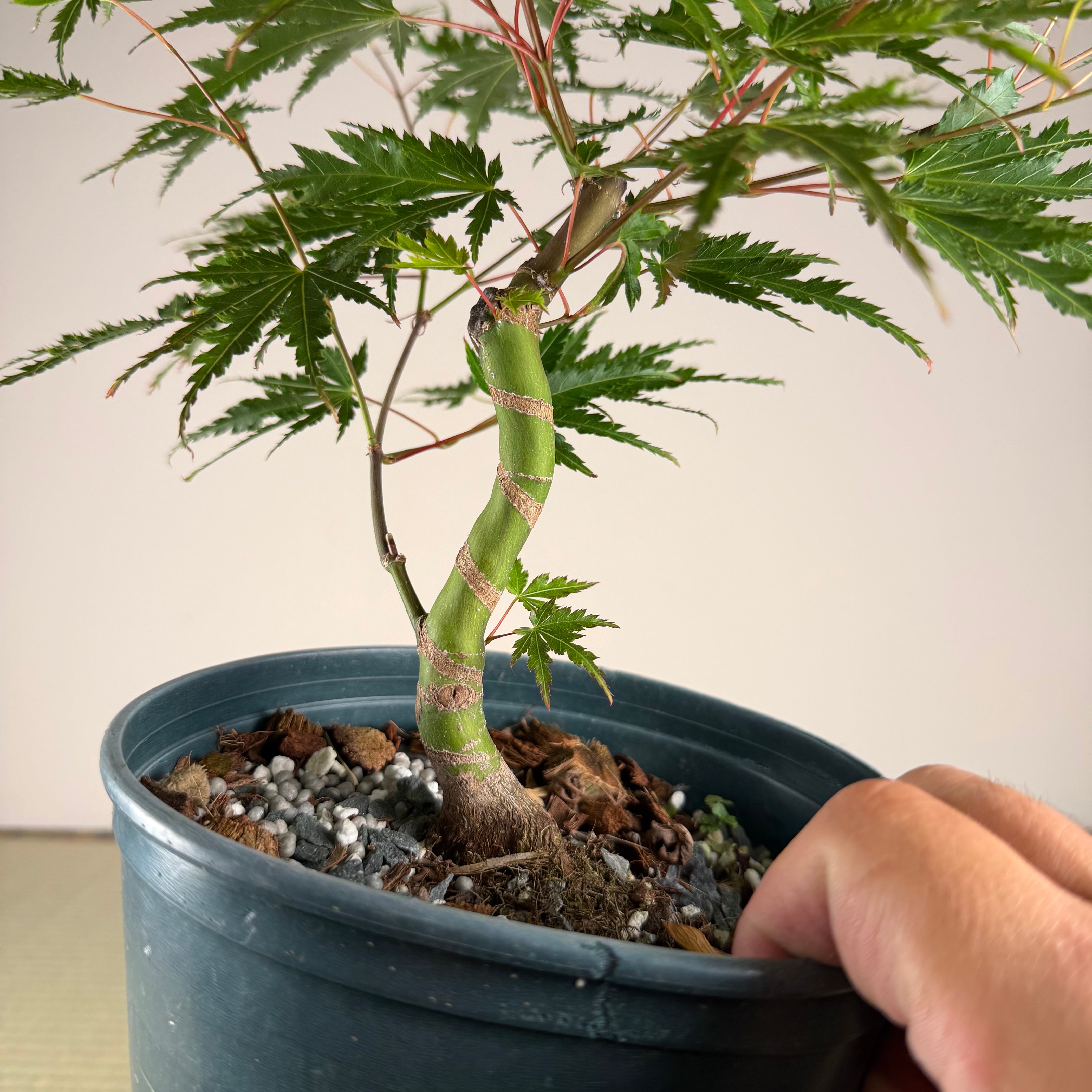 Acer palmatum 'Yves' Select' #4