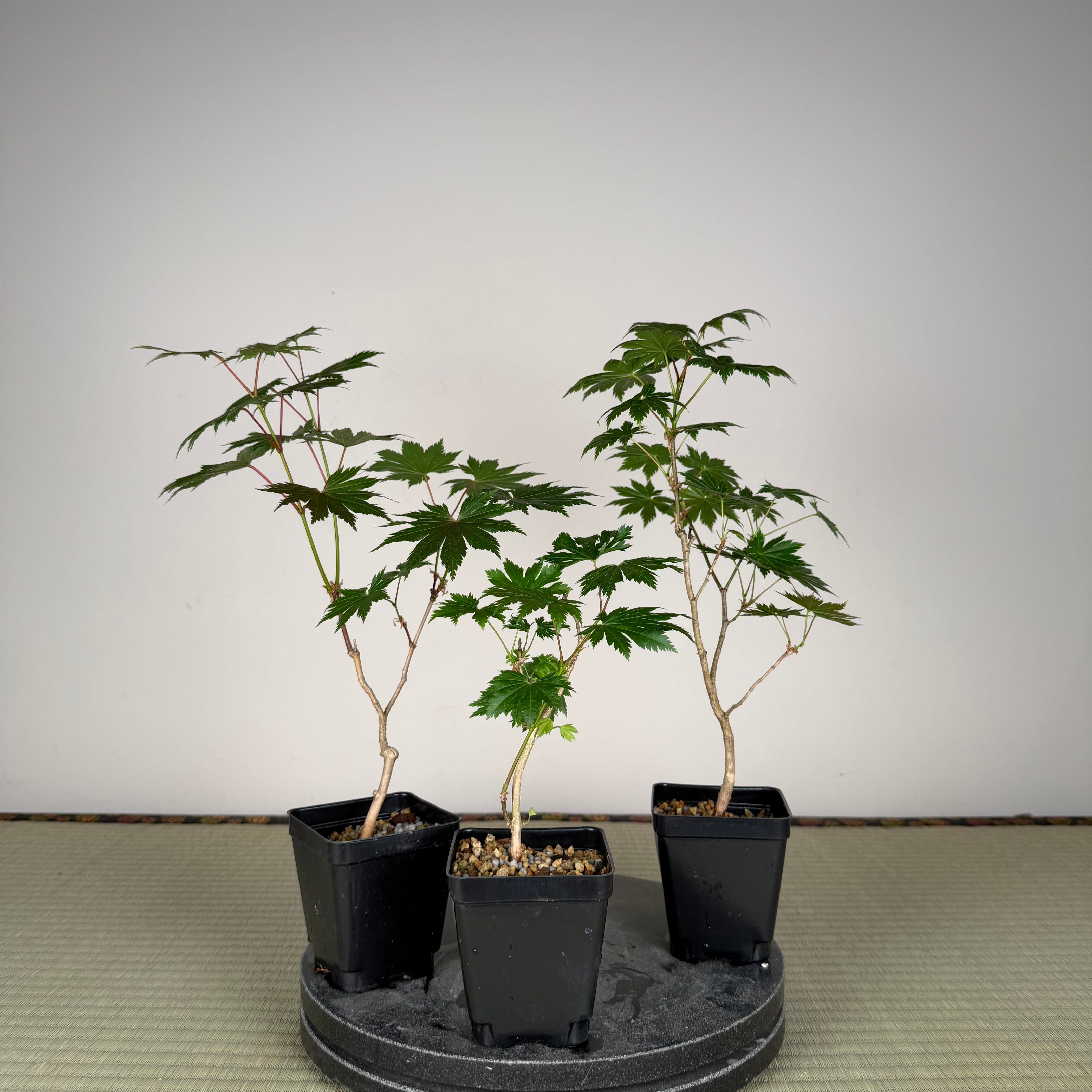 Acer tenuifolium 'Kohauchiwa' (5 unités)