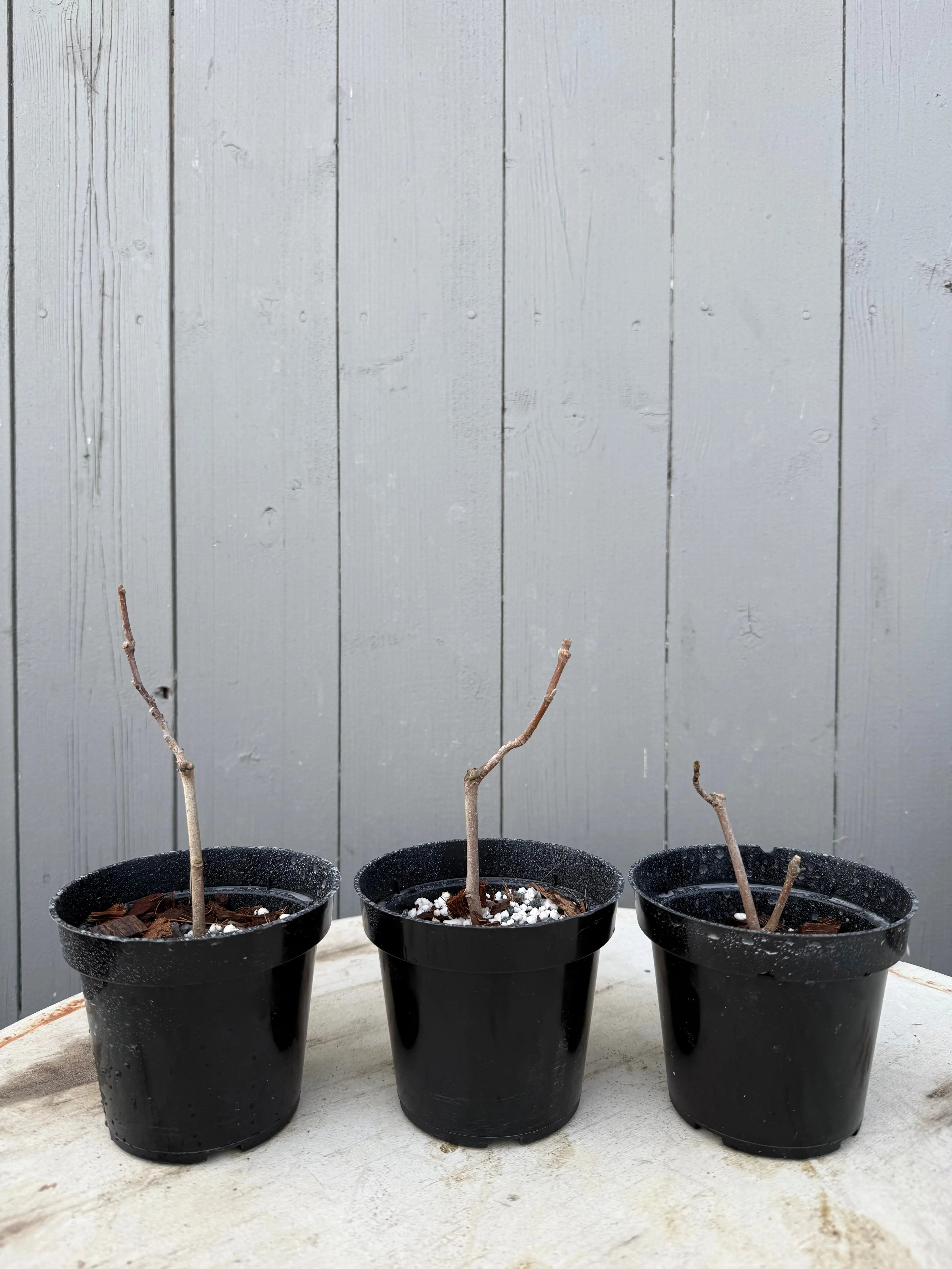 Magnolia kobus (dwarf) Canada Bonsai