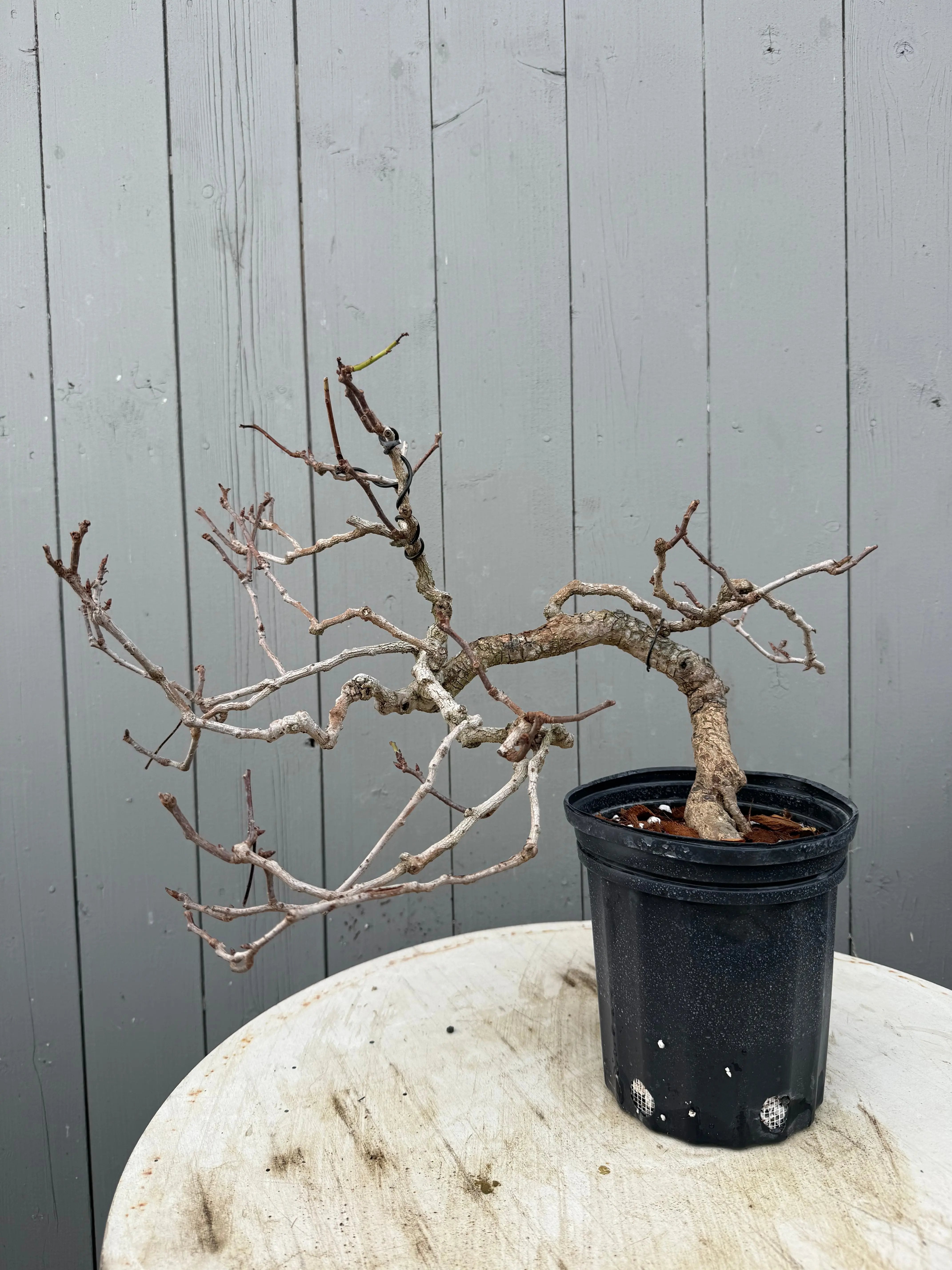Kadsura japonica Canada Bonsai