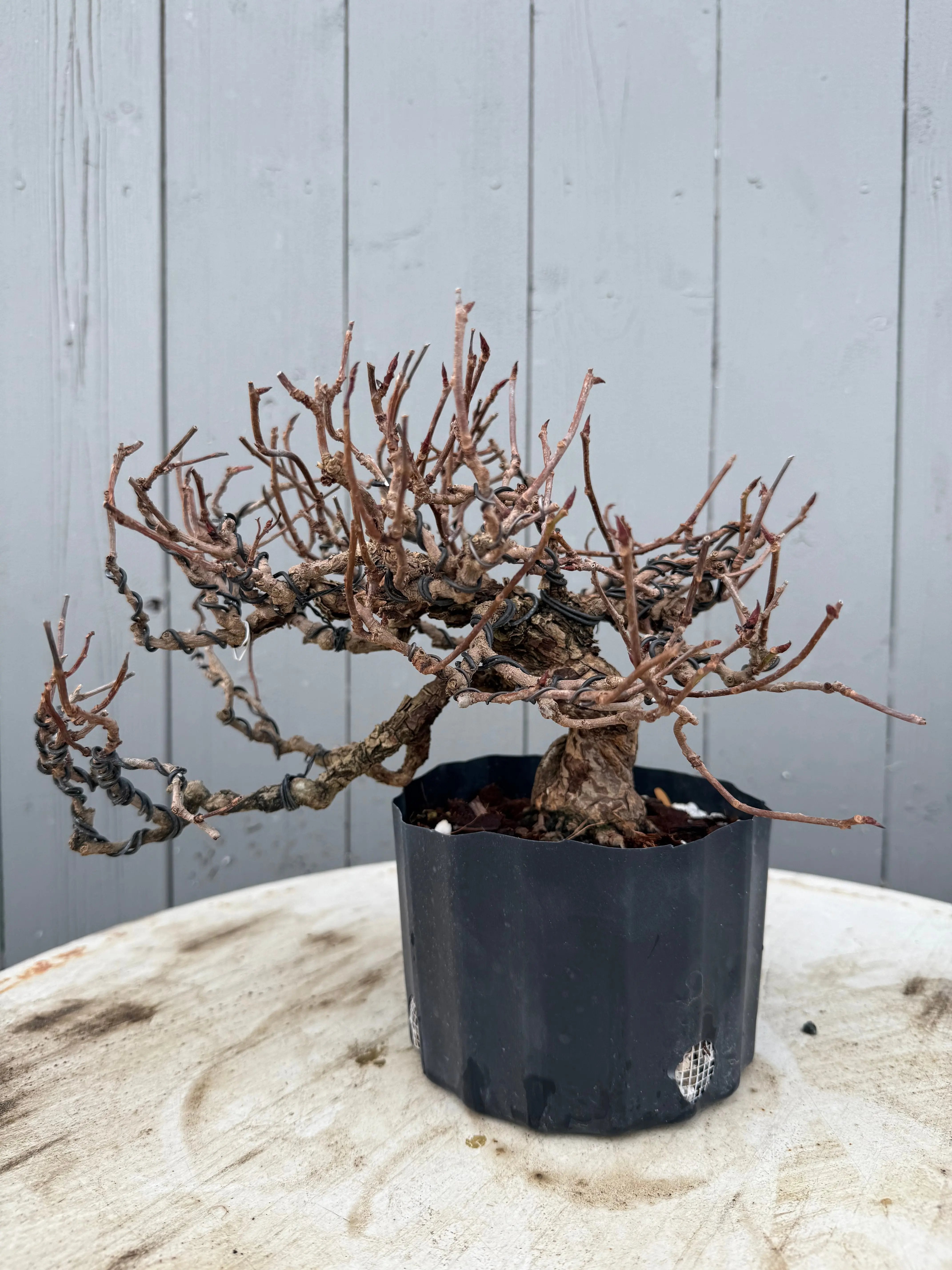 Kadsura japonica Canada Bonsai