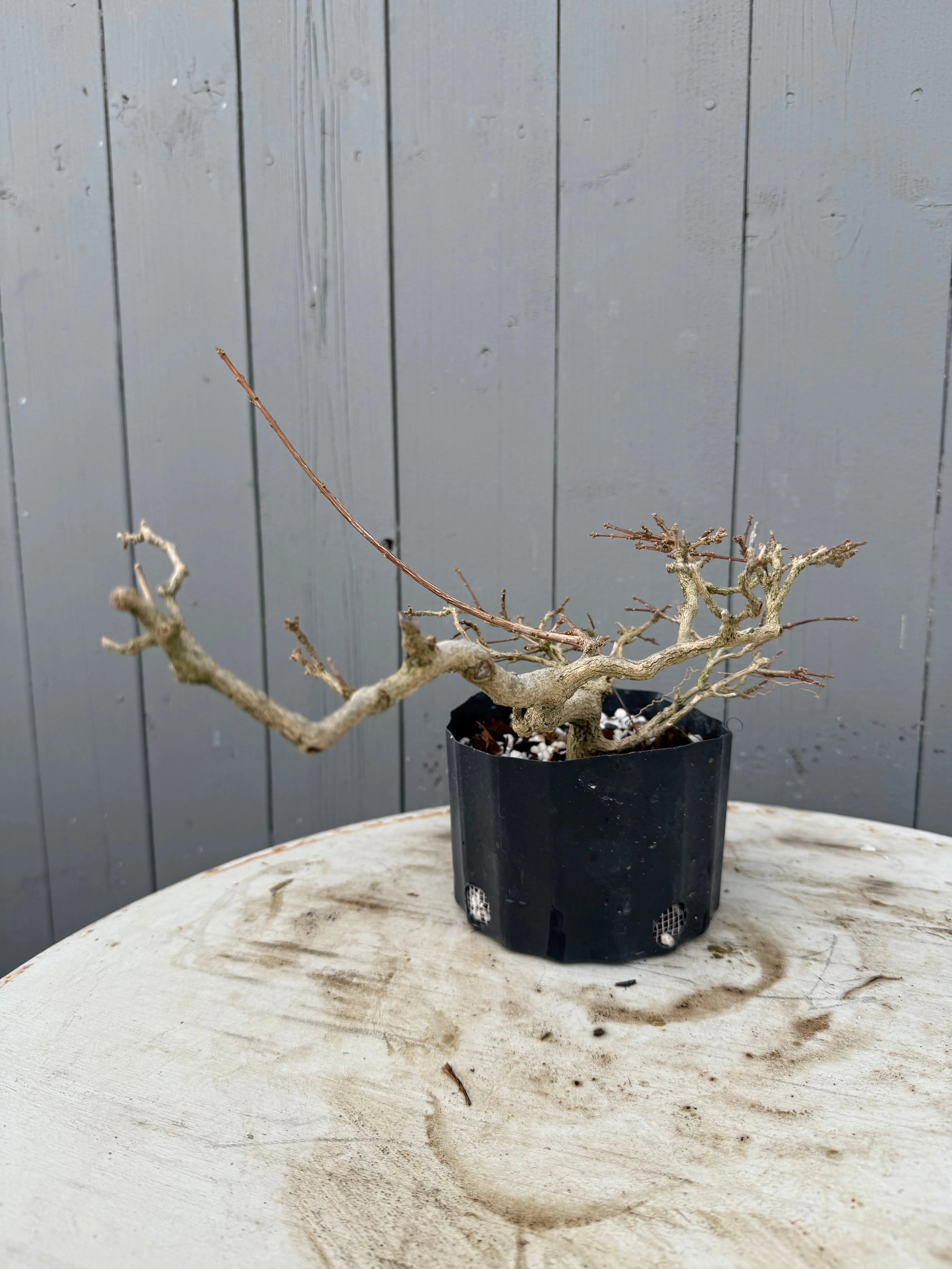 Premna japonica Canada Bonsai