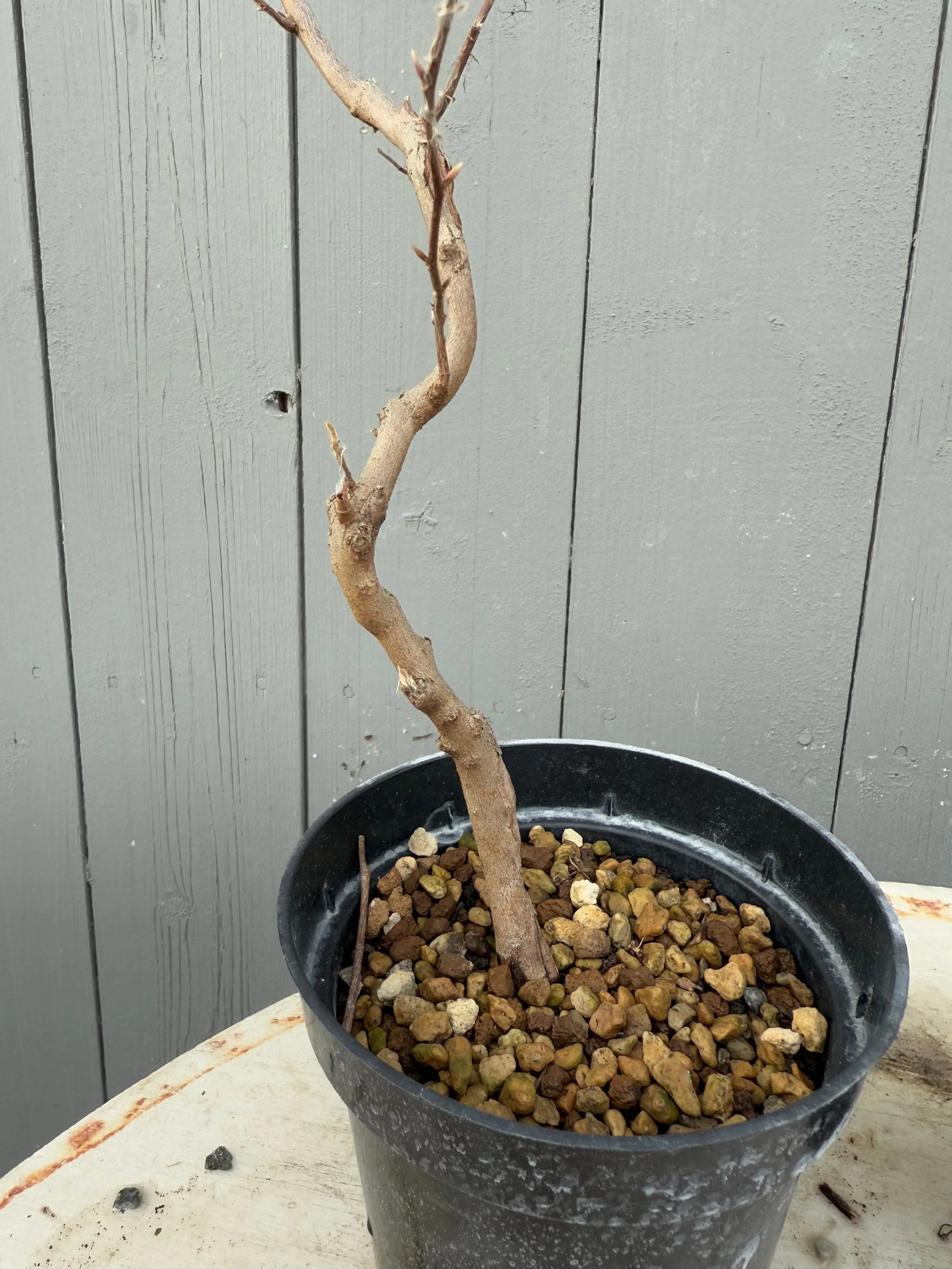 Stewartia monadelpha Canada Bonsai