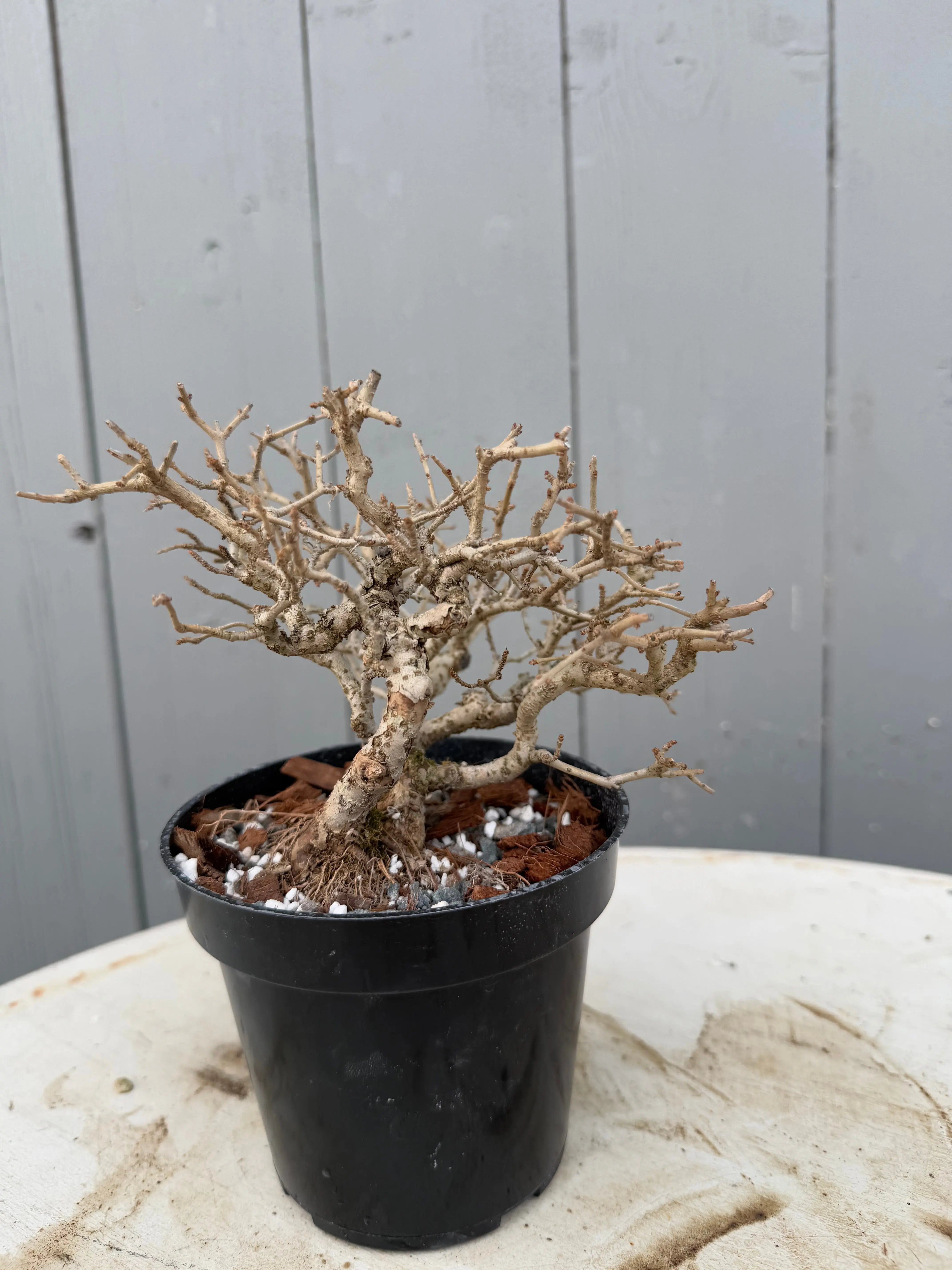 Ligustrum obtusifolium Canada Bonsai