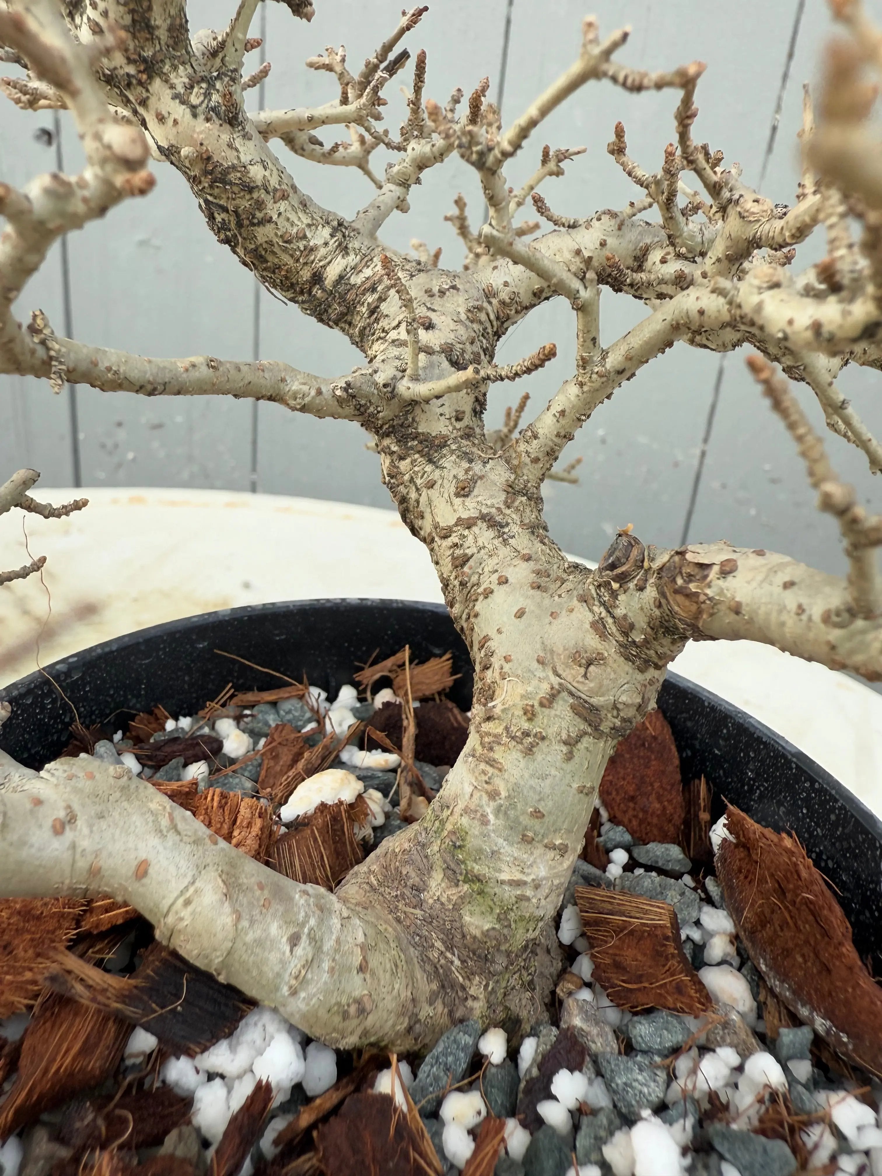 Ligustrum obtusifolium Canada Bonsai