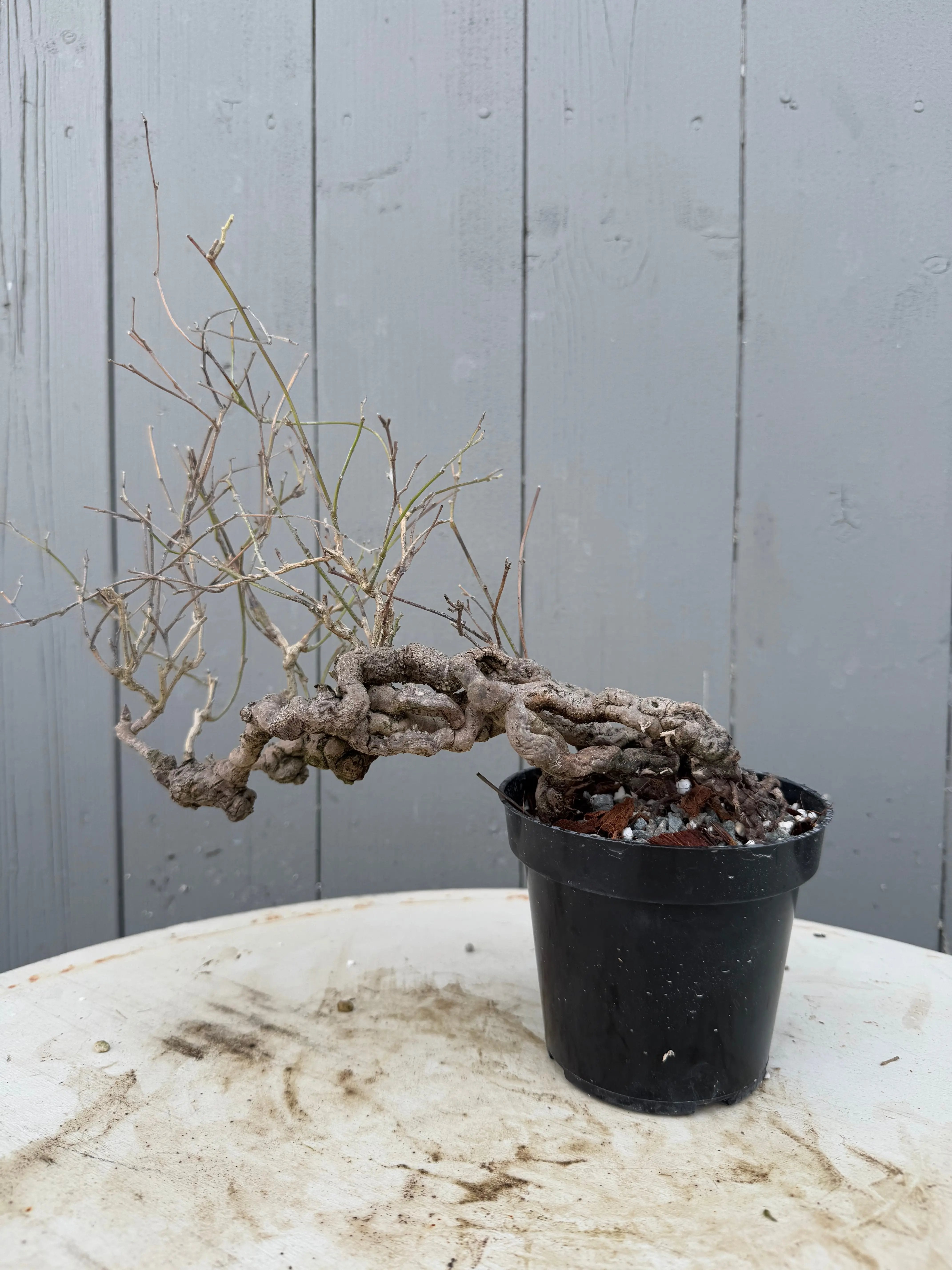 Cocculus orbiculatus Canada Bonsai