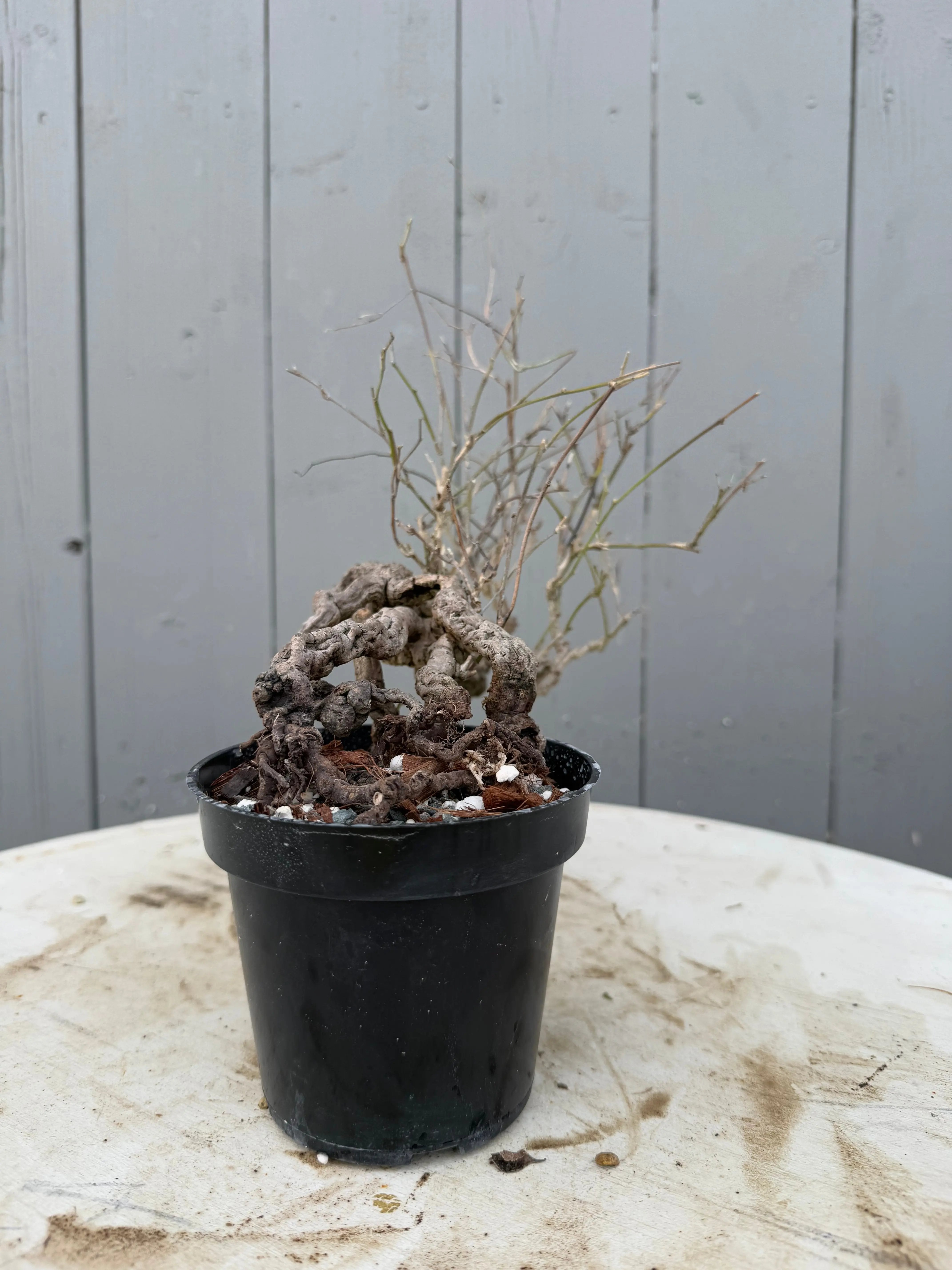 Cocculus orbiculatus Canada Bonsai