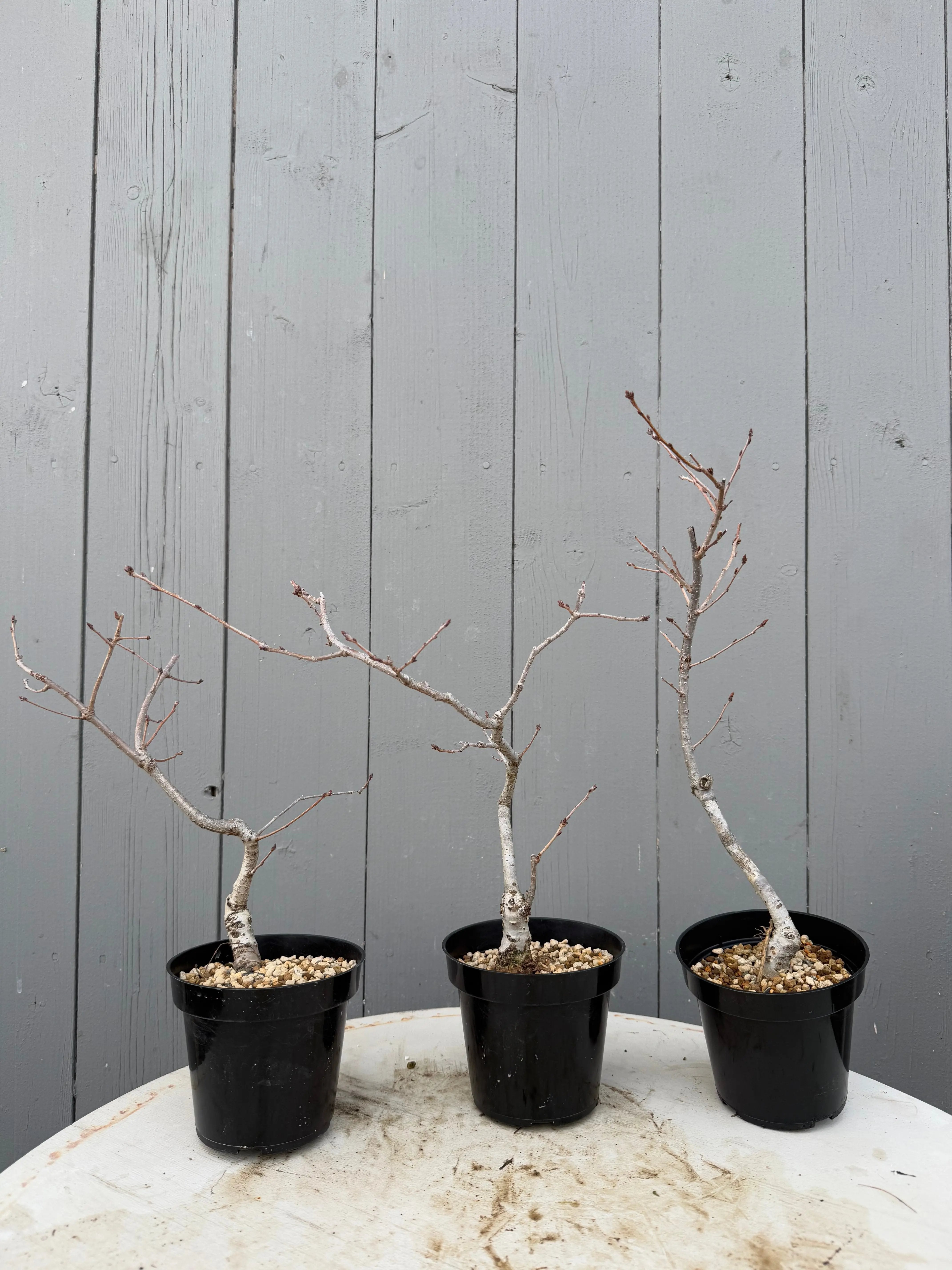 Quercus serrata Canada Bonsai