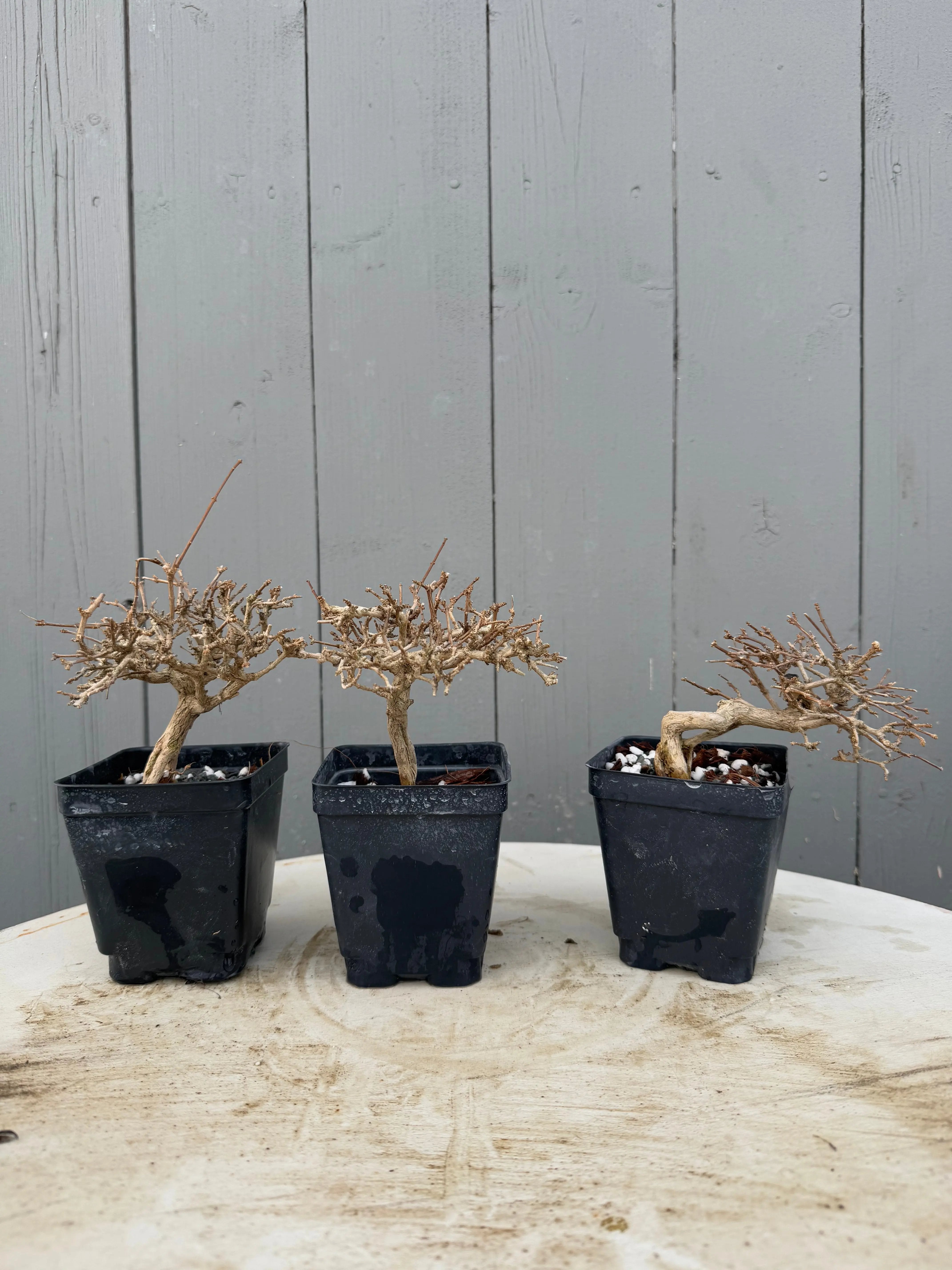 Premna japonica (medium) Canada Bonsai