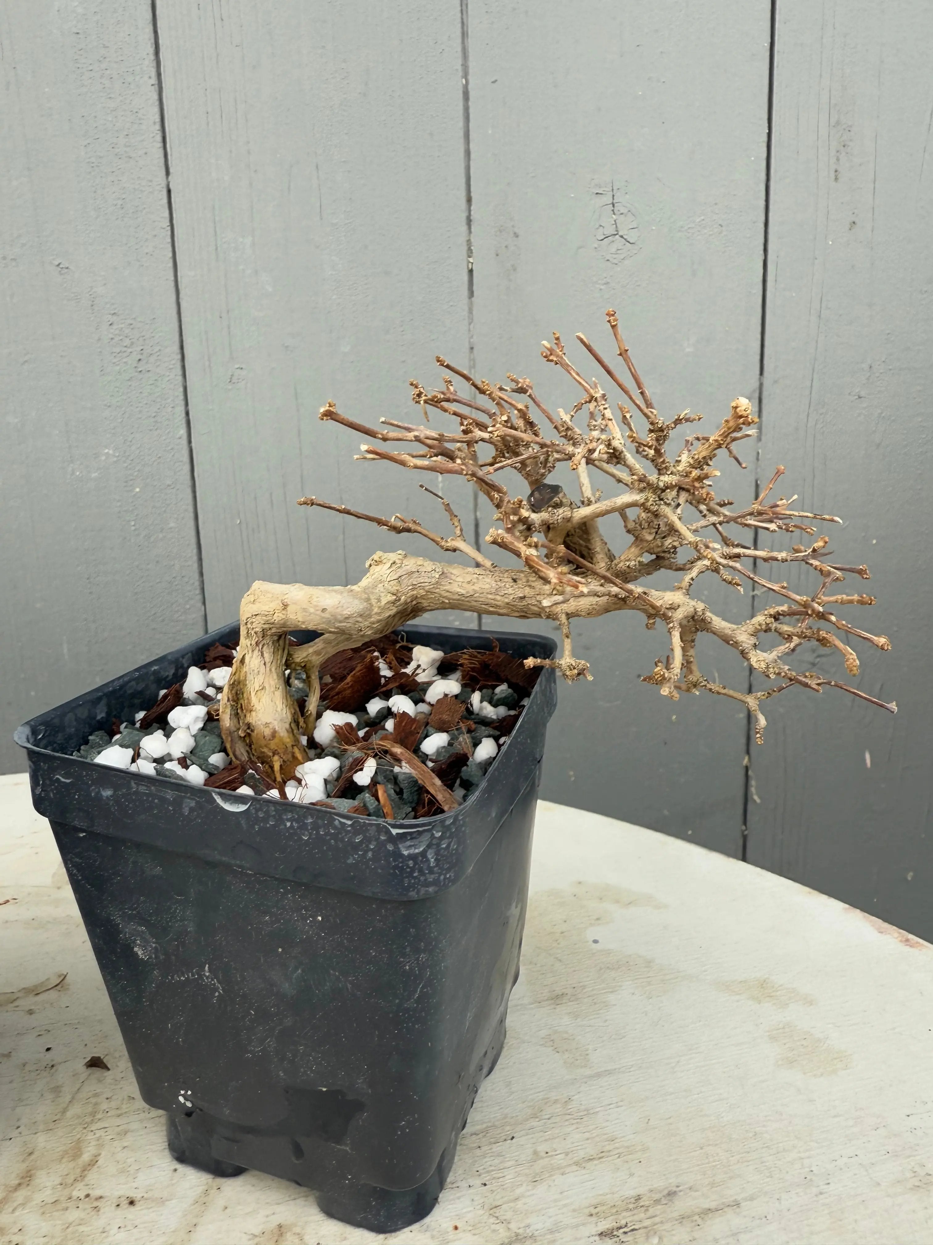 Premna japonica (medium) Canada Bonsai
