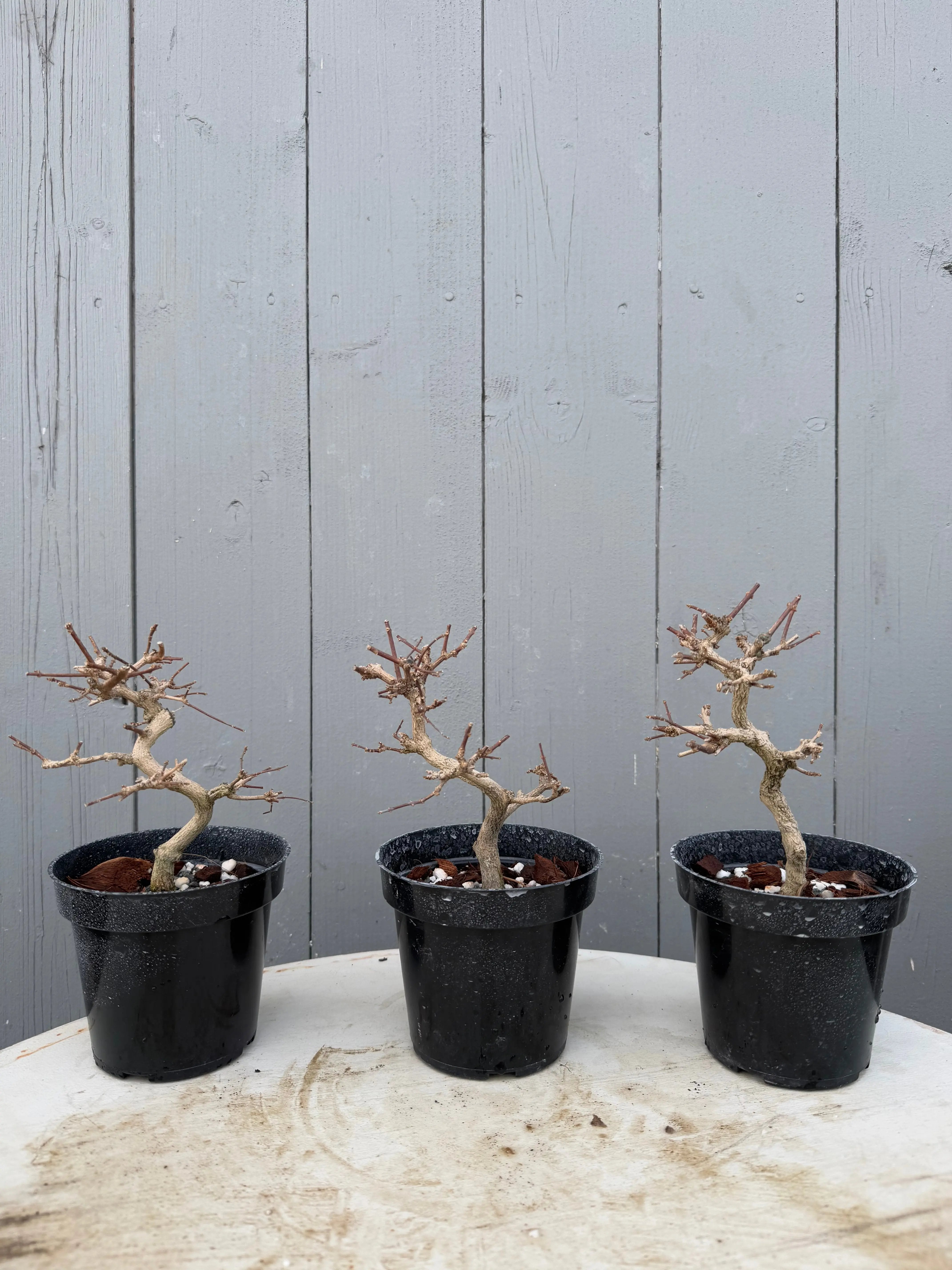 Premna japonica (large) Canada Bonsai