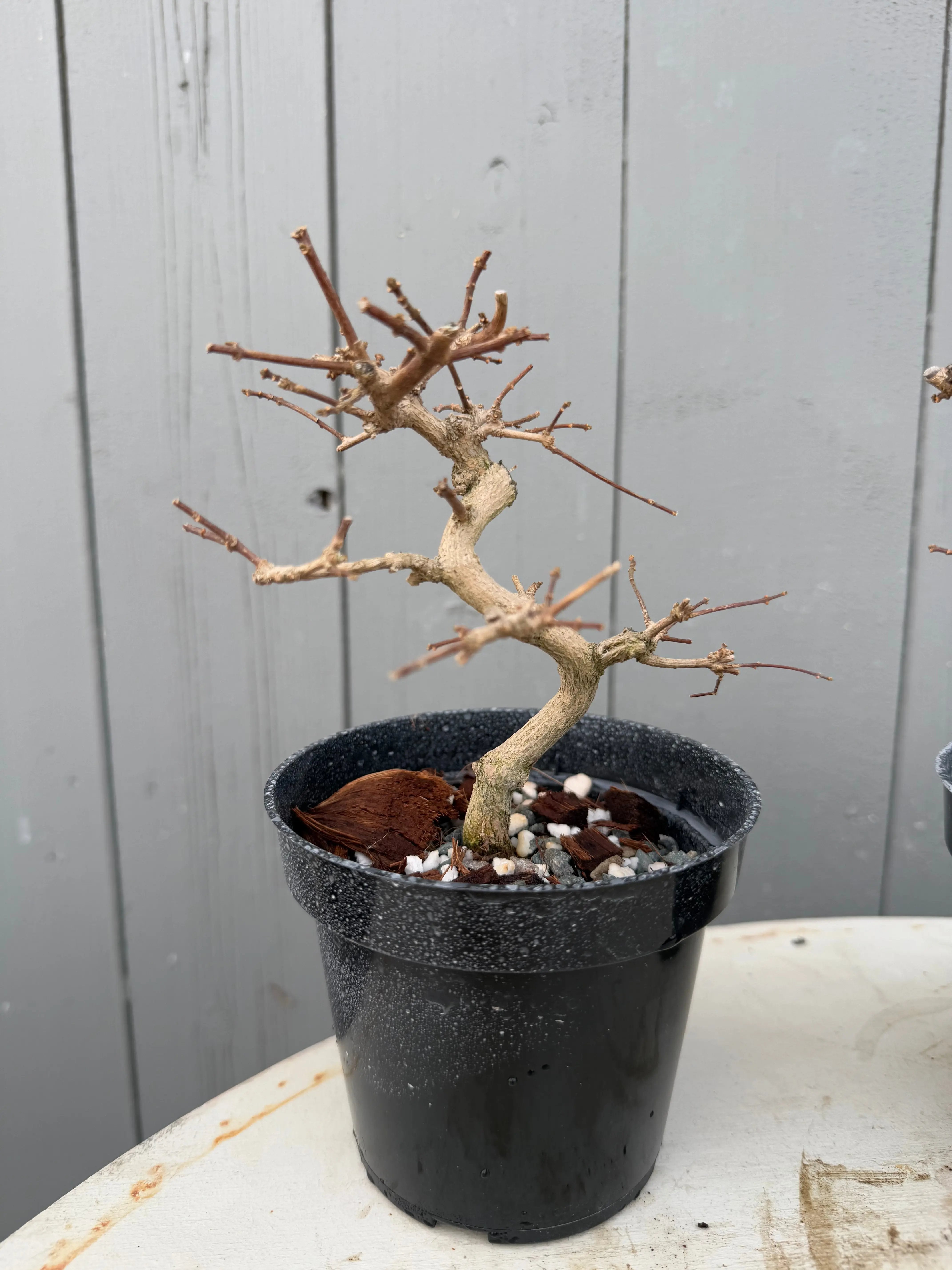 Premna japonica (large) Canada Bonsai